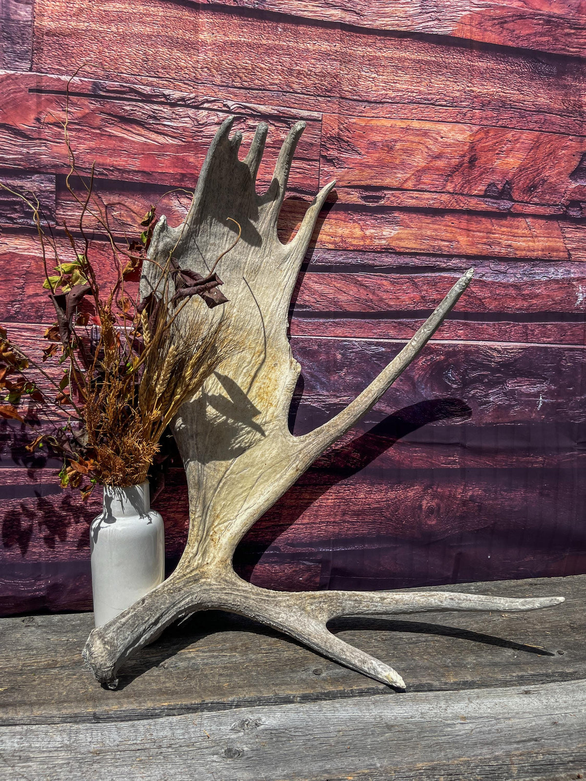 Extra Large Bull Moose Antler - Crafting, Decor and More!