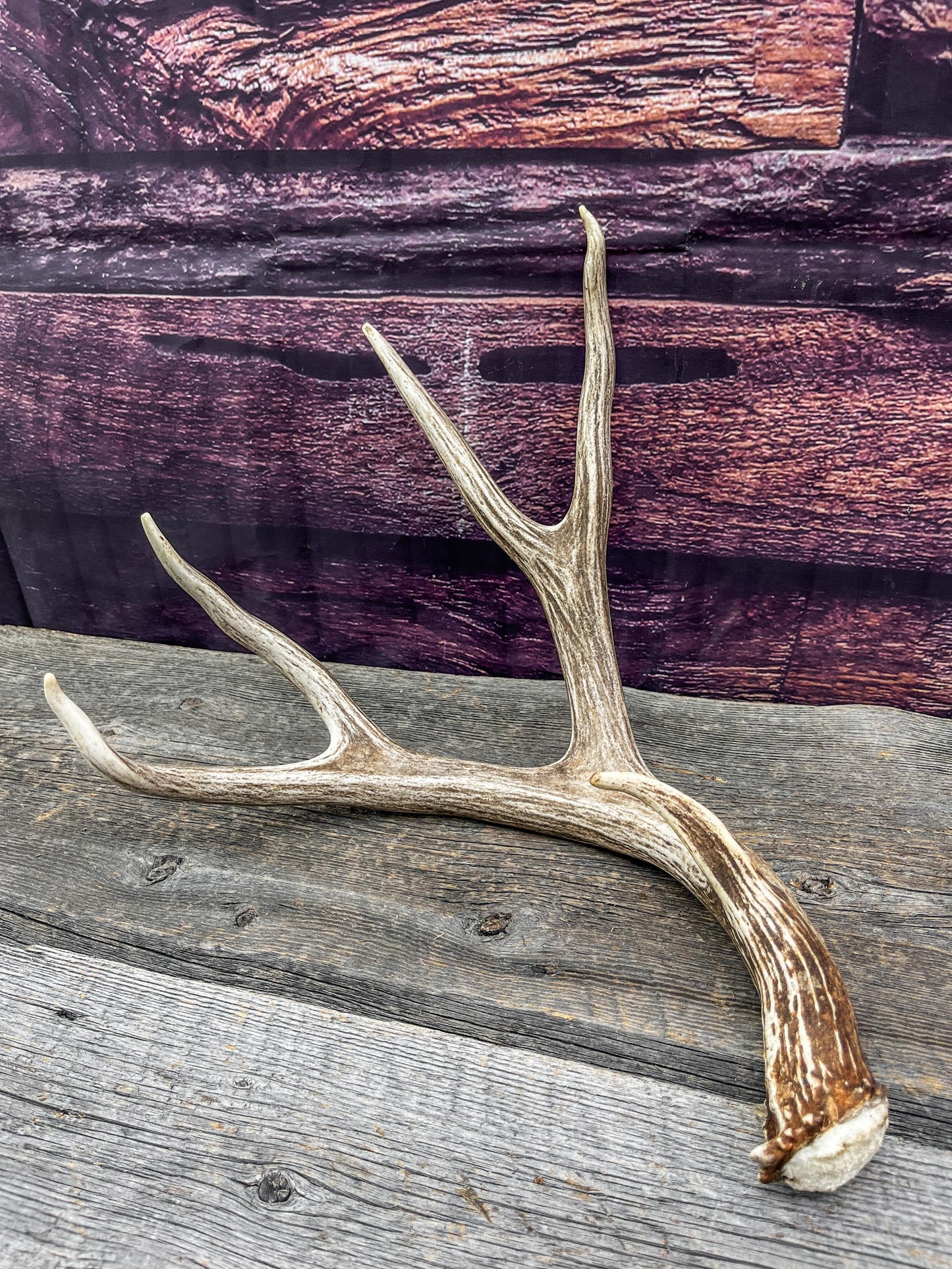 Mule Deer Antlers. Beautiful Matching Brown Set. Decor, design, crafting and more!