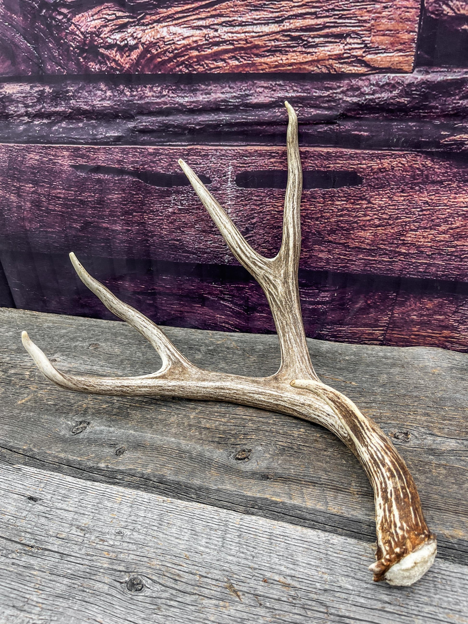 Mule Deer Antlers. Beautiful Matching Brown Set. Decor, design, crafting and more!