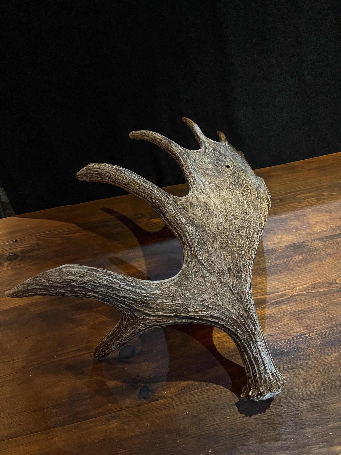 Bull Moose Antler. Perfect Condition, Large Moose Antler for Crafting, Decor and More!