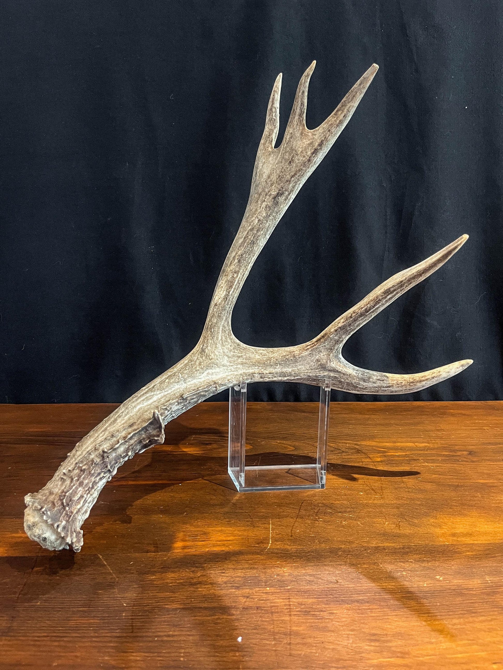 Mule Deer Antler. Beautiful Rustic Decor Item. Elegant and Fresh Antler with Unique Shape.