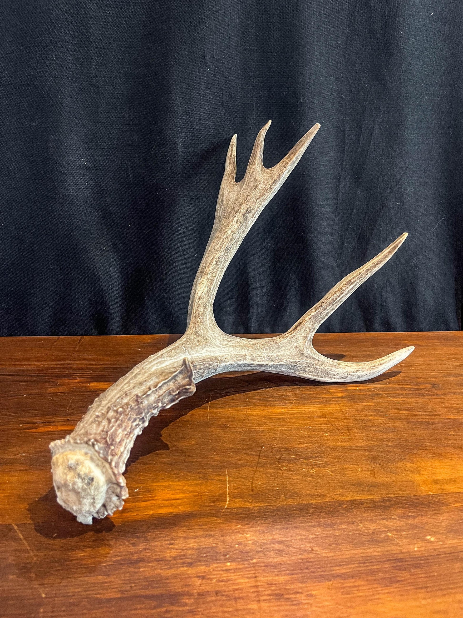 Mule Deer Antler. Beautiful Rustic Decor Item. Elegant and Fresh Antler with Unique Shape.