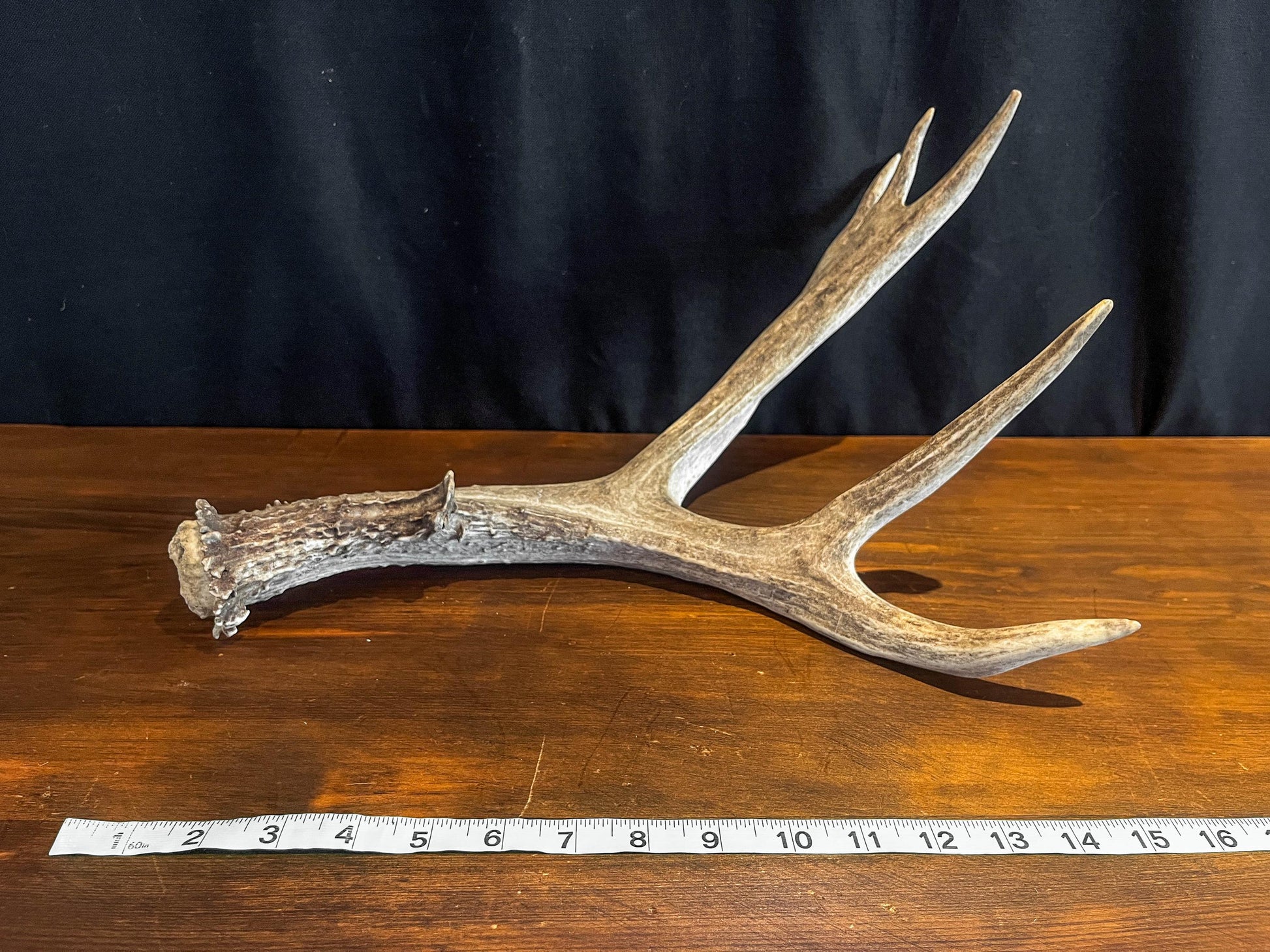 Mule Deer Antler. Beautiful Rustic Decor Item. Elegant and Fresh Antler with Unique Shape.