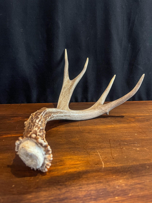 Deer antler - Large Mule deer. Beautiful, Elegant decor item. Crafting, Decor and Interior Design