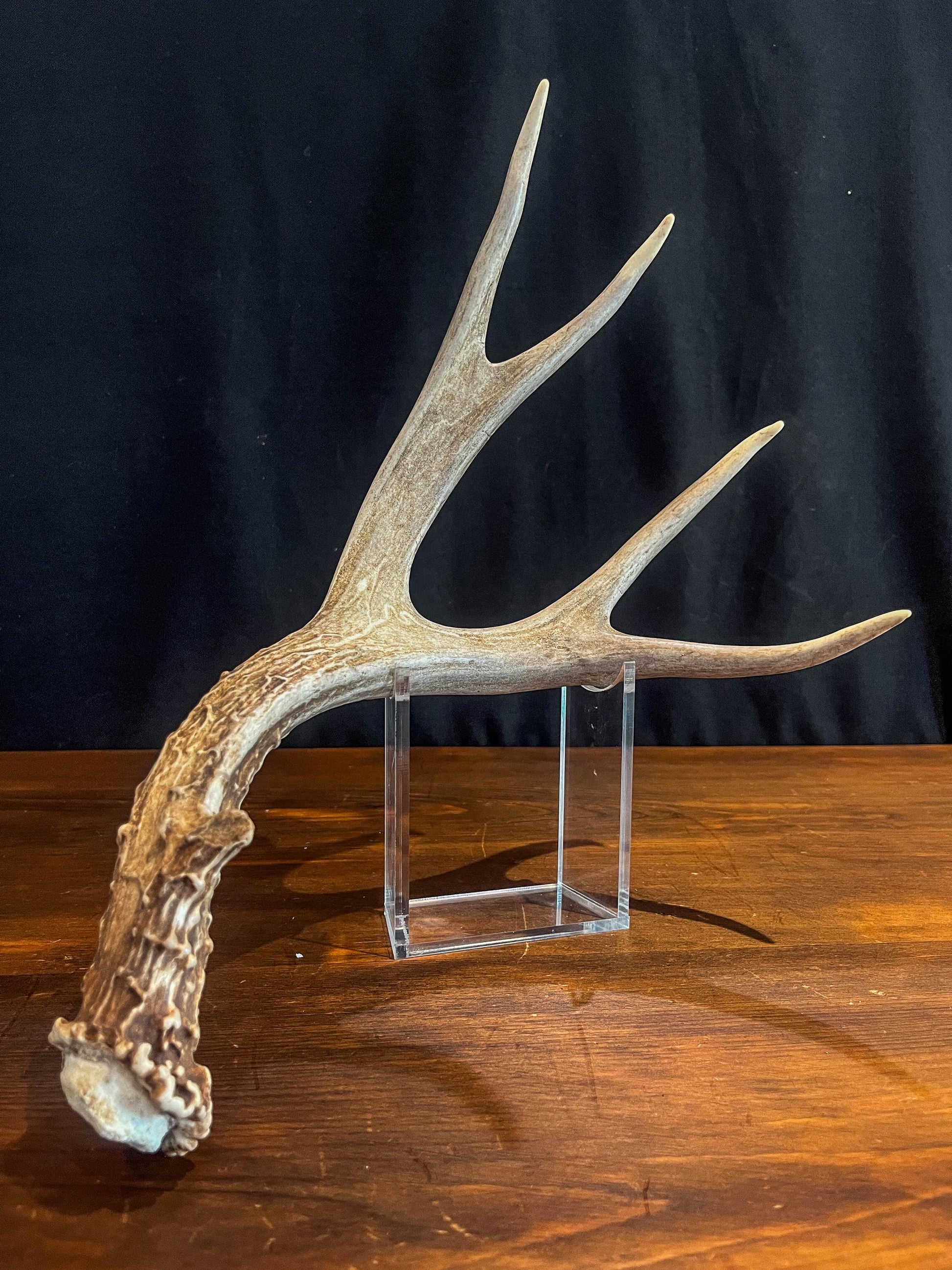 Deer antler - Large Mule deer. Beautiful, Elegant decor item. Crafting, Decor and Interior Design