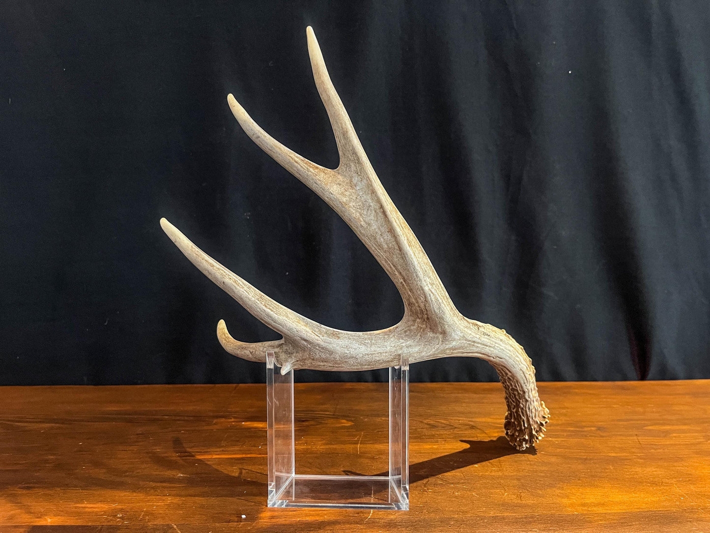 Deer antler - Large Mule deer. Beautiful, Elegant decor item. Crafting, Decor and Interior Design