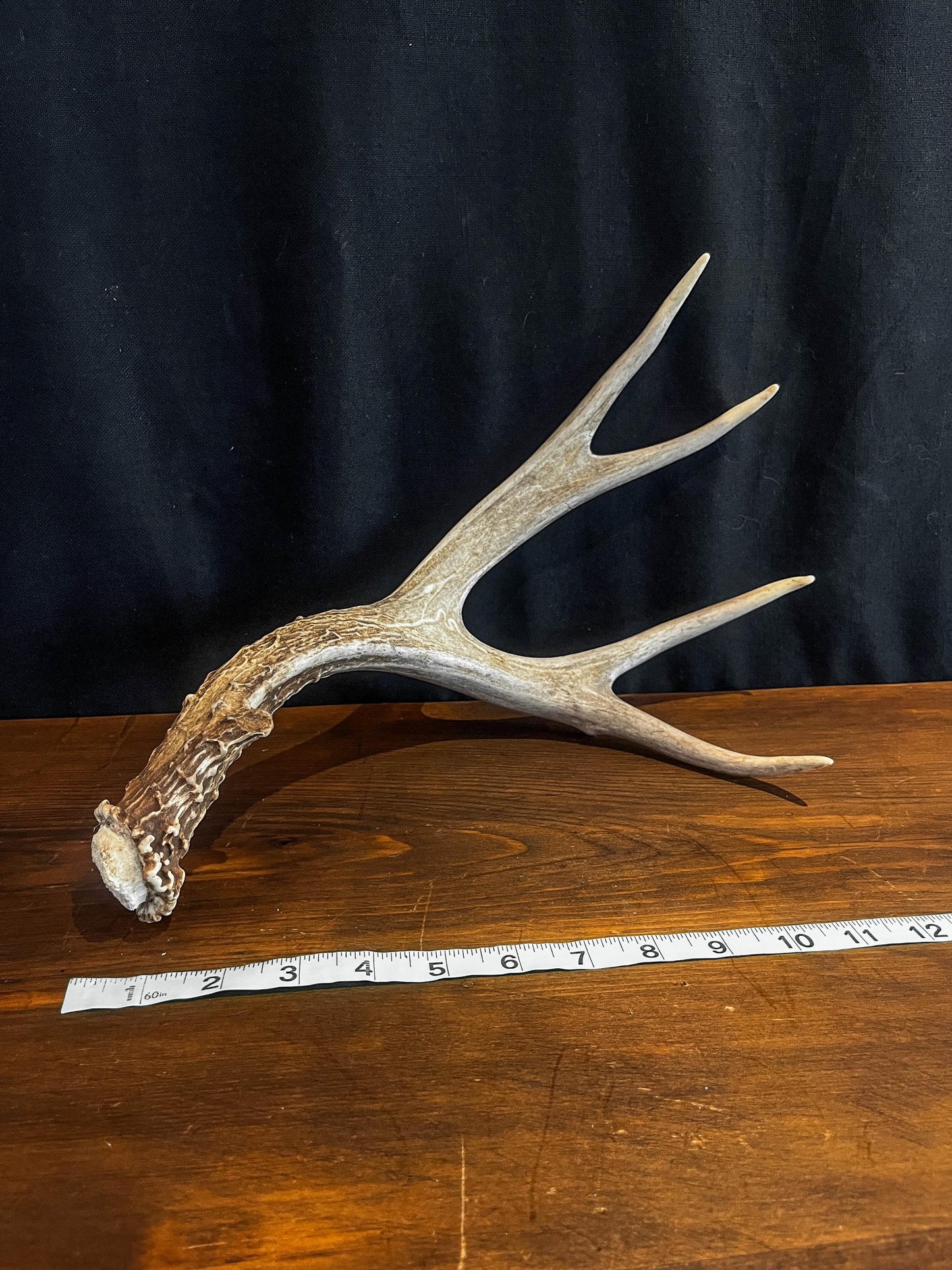 Deer antler - Large Mule deer. Beautiful, Elegant decor item. Crafting, Decor and Interior Design