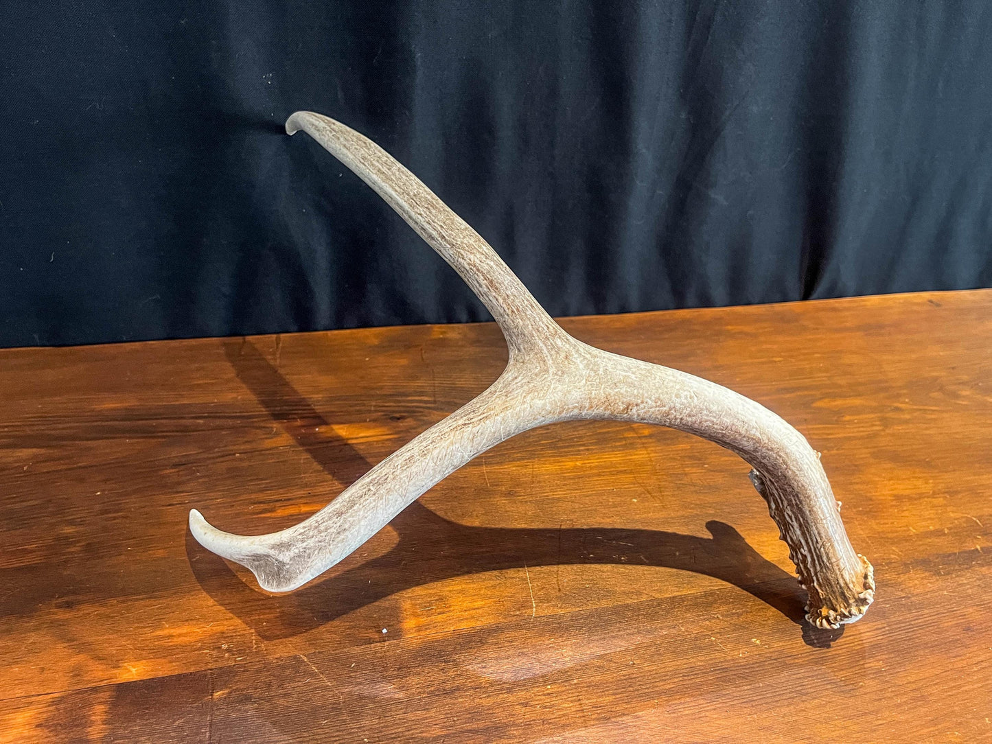 Small Brown Mule Deer Antler. Craft Antler, Deer horn, Decoration, Art Piece, and more.