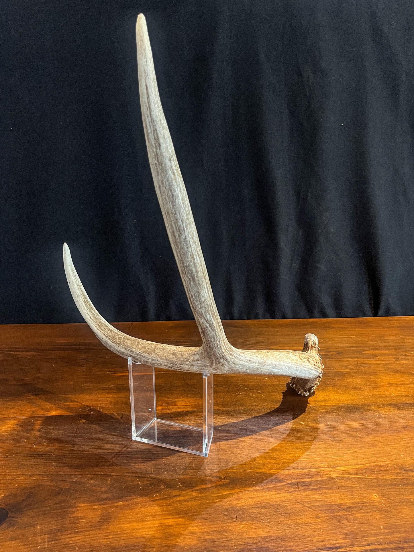 Small Brown Mule Deer Antler. Craft Antler, Deer horn, Decoration, Art Piece, and more.