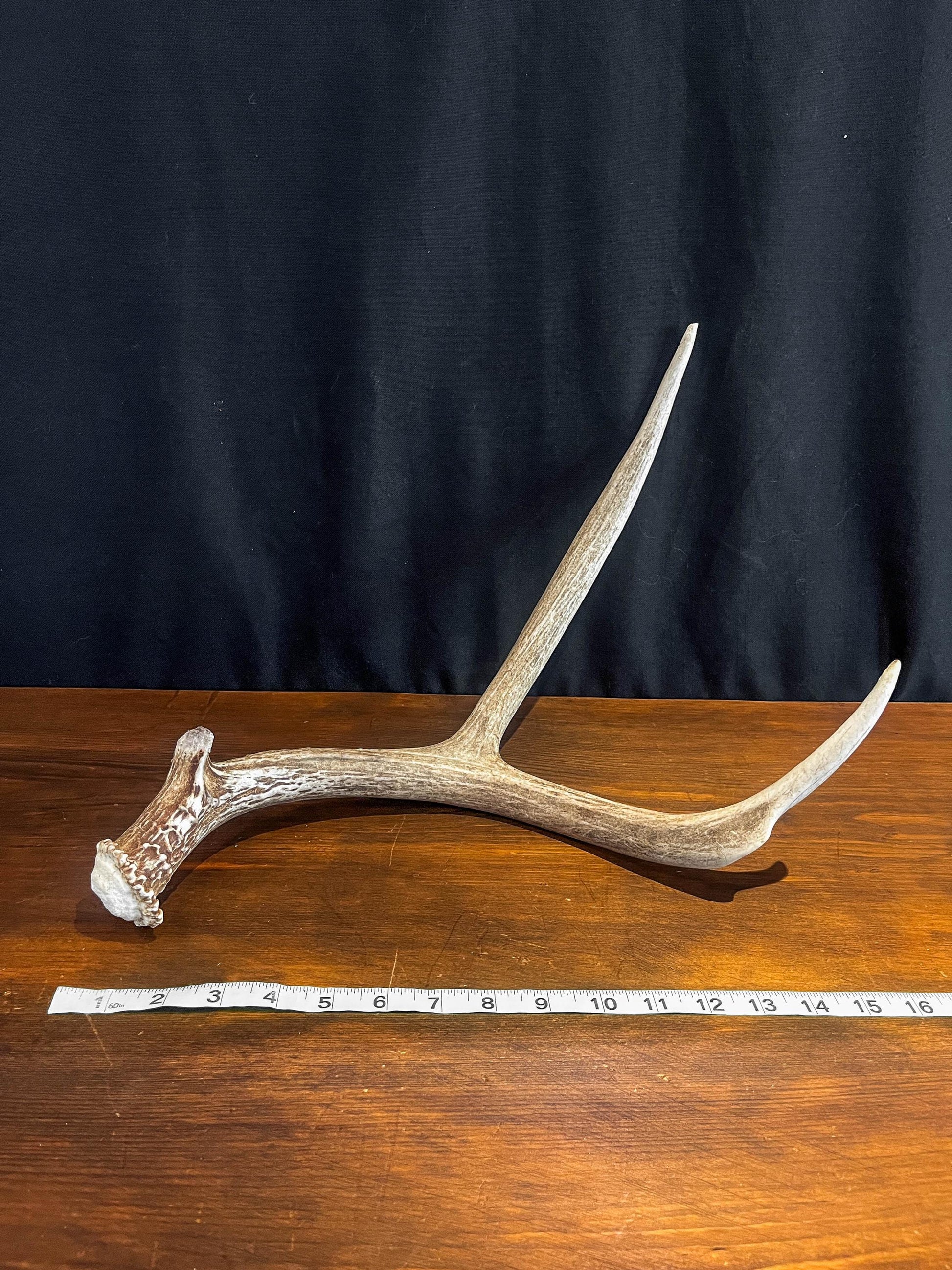 Small Brown Mule Deer Antler. Craft Antler, Deer horn, Decoration, Art Piece, and more.