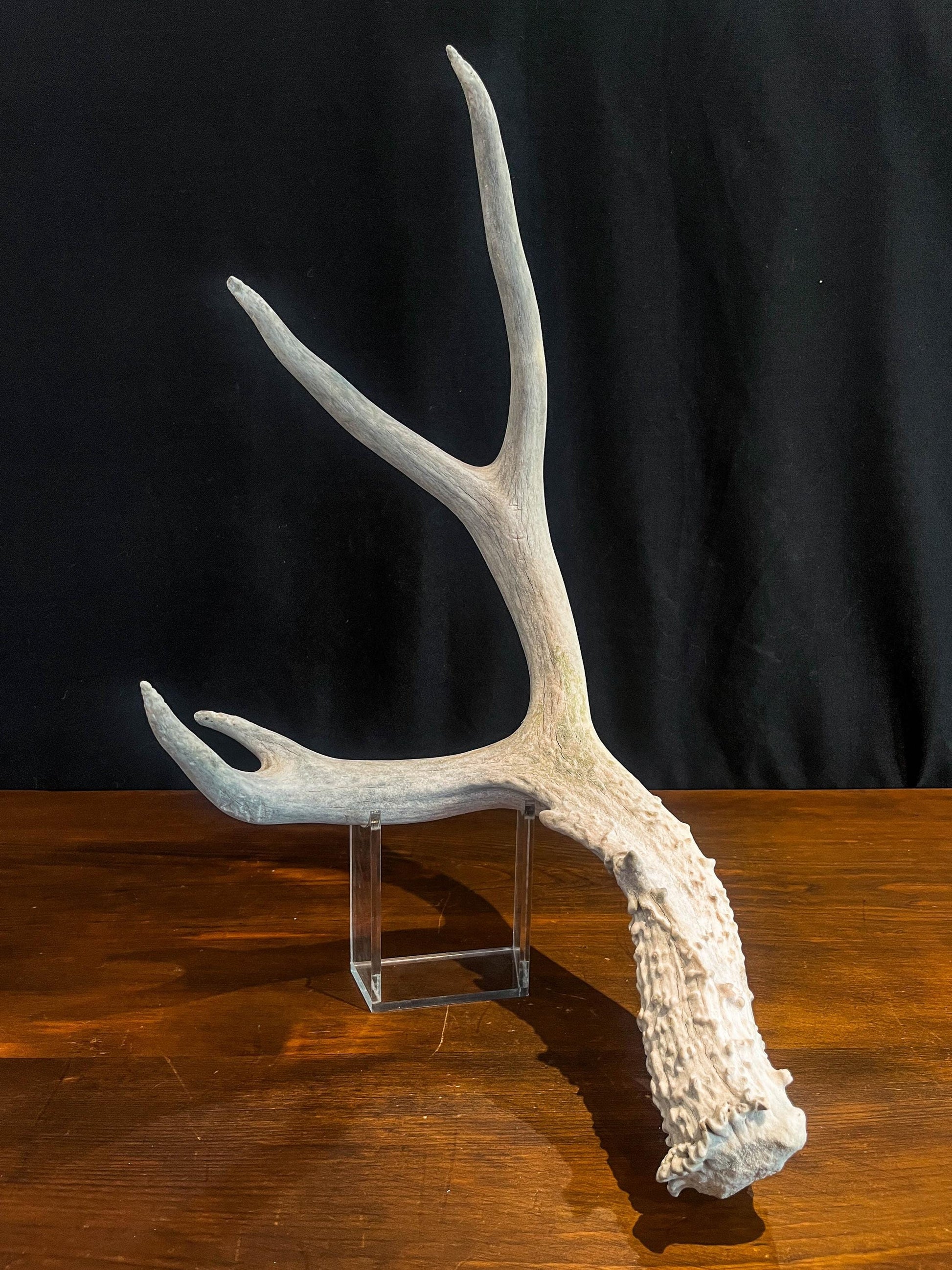 Deer Antler - Mule deer Antler. Crafting, Decor and More
