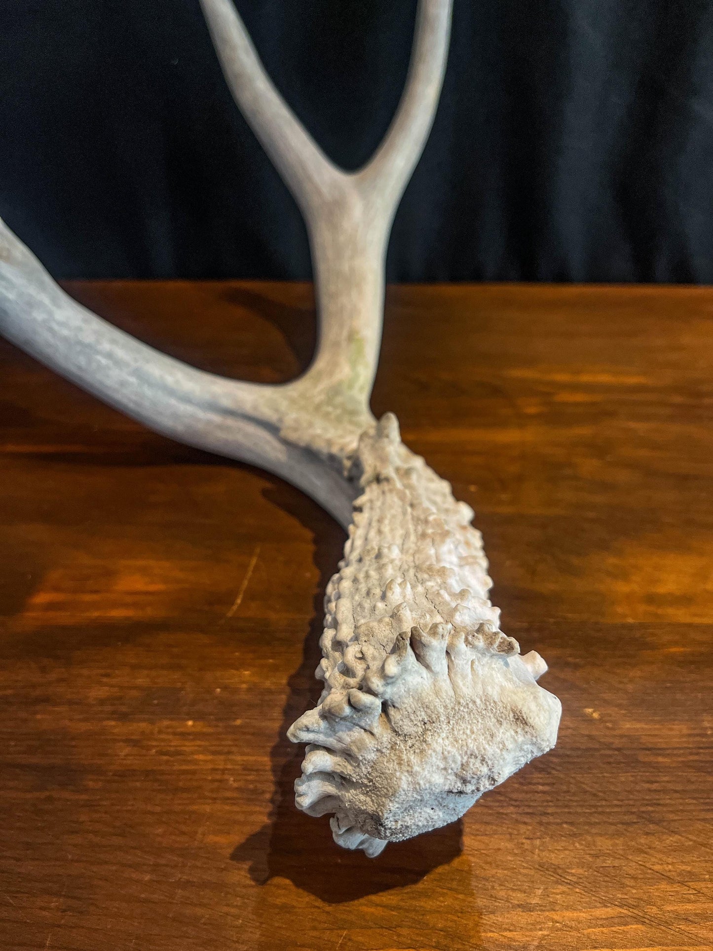 Deer Antler - Mule deer Antler. Crafting, Decor and More