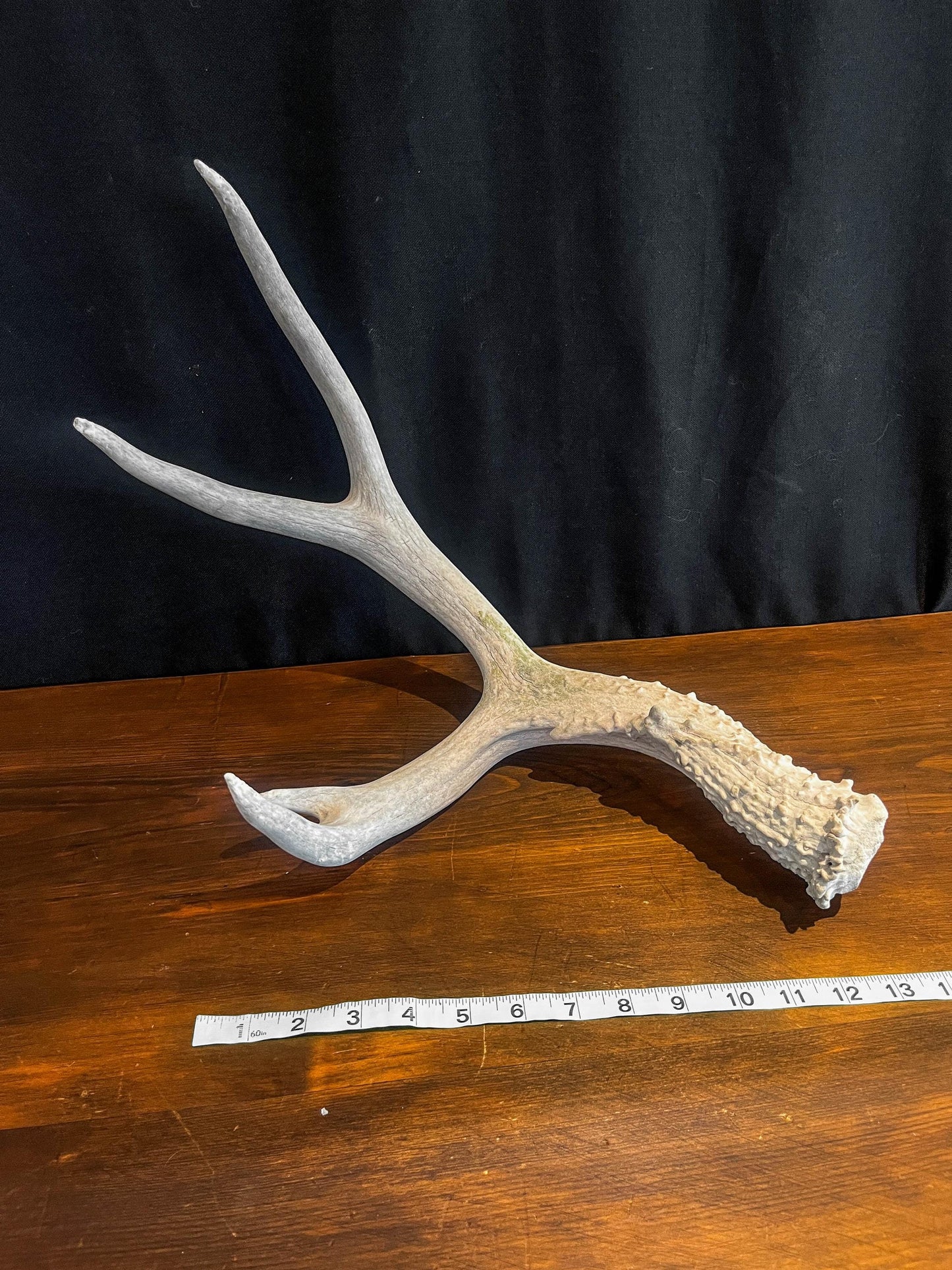 Deer Antler - Mule deer Antler. Crafting, Decor and More