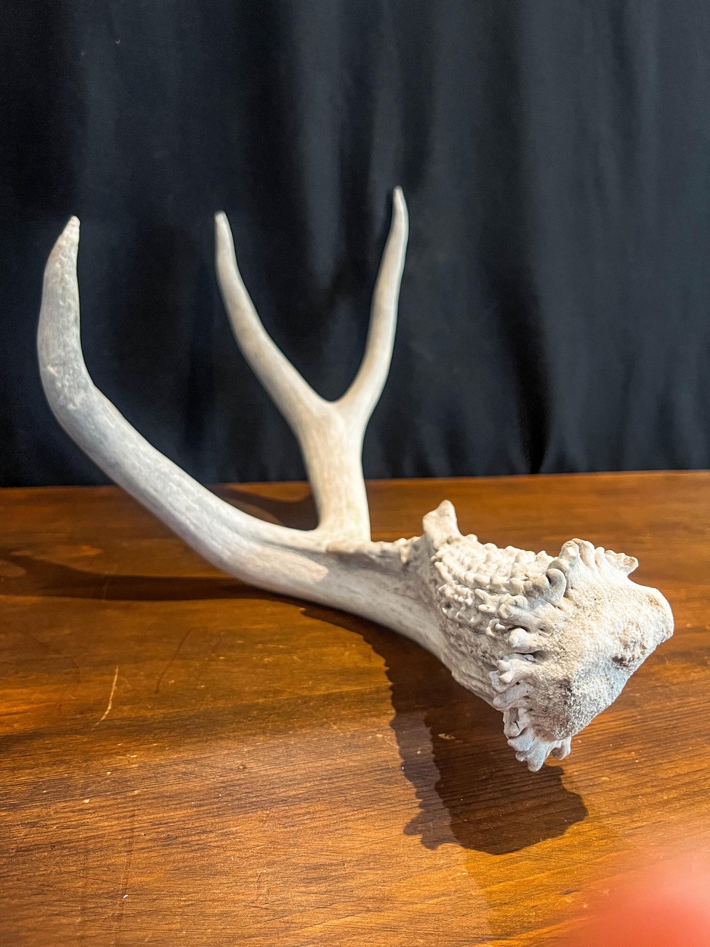 Deer Antler - Mule deer Antler. Crafting, Decor and More