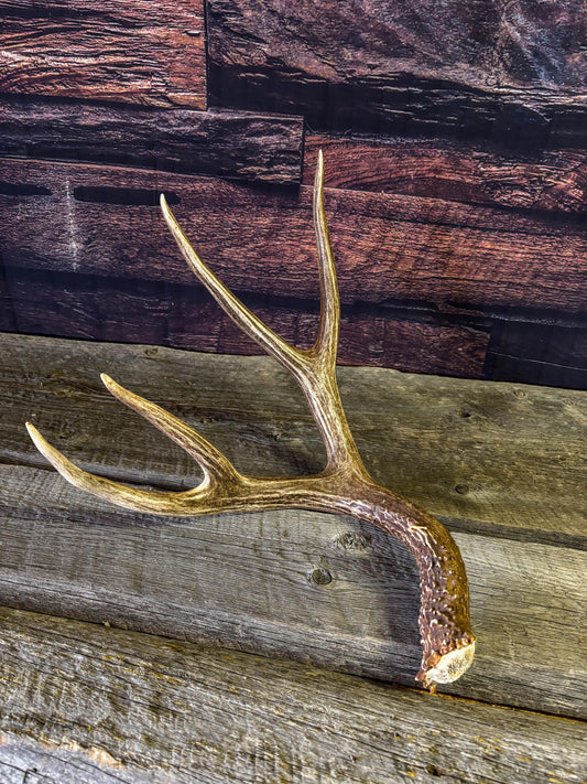 Deer antler - Fresh Mule deer. Beautiful, Elegant decor item. Crafting, Decor and Interior Design