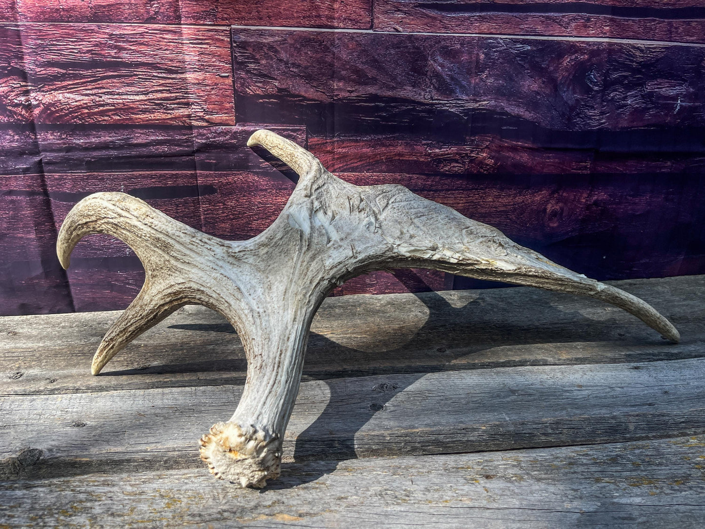 Heavily Damaged Moose Shed Antler. Very large. For Carving, Pet Treats, Crafting and Decor