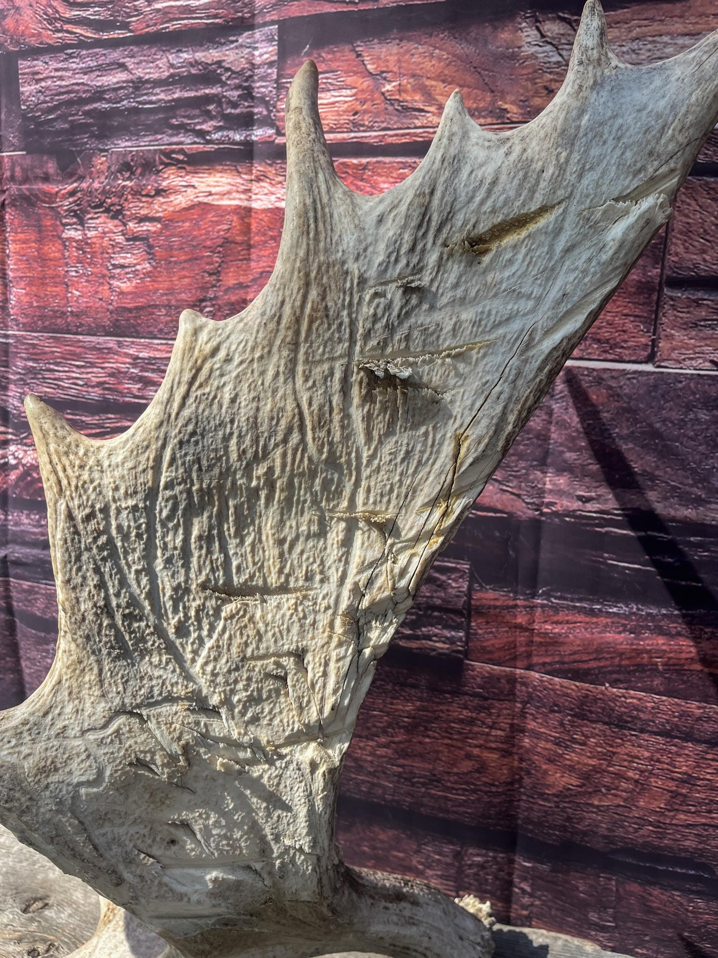Heavily Damaged Moose Shed Antler. Very large. For Carving, Pet Treats, Crafting and Decor