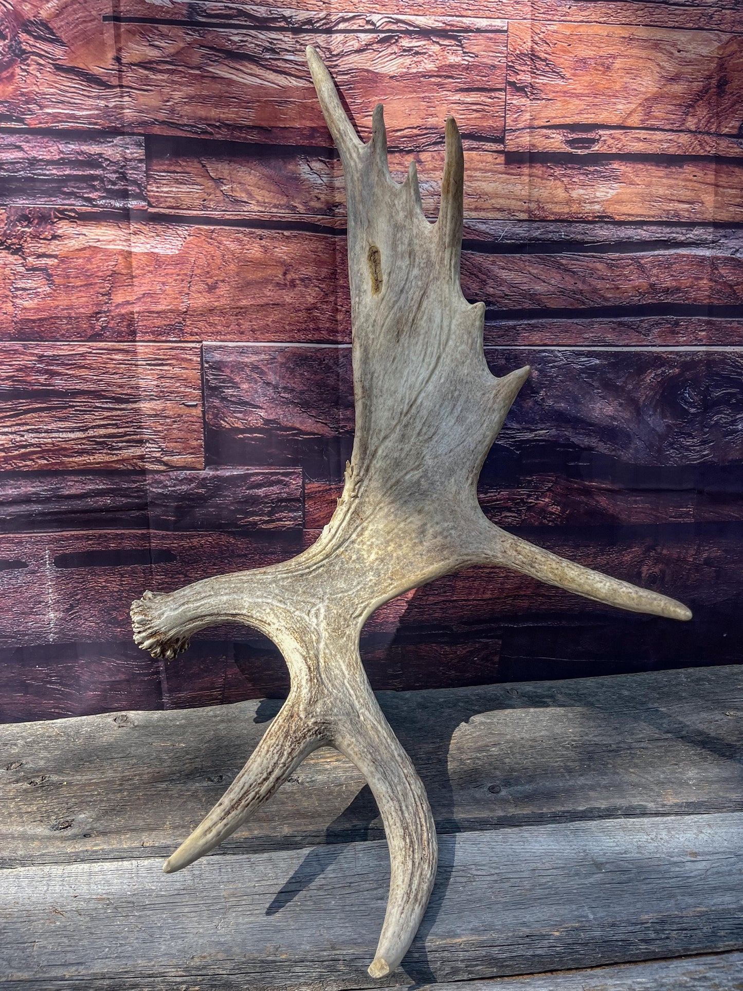 Heavily Damaged Moose Shed Antler. Very large. For Carving, Pet Treats, Crafting and Decor
