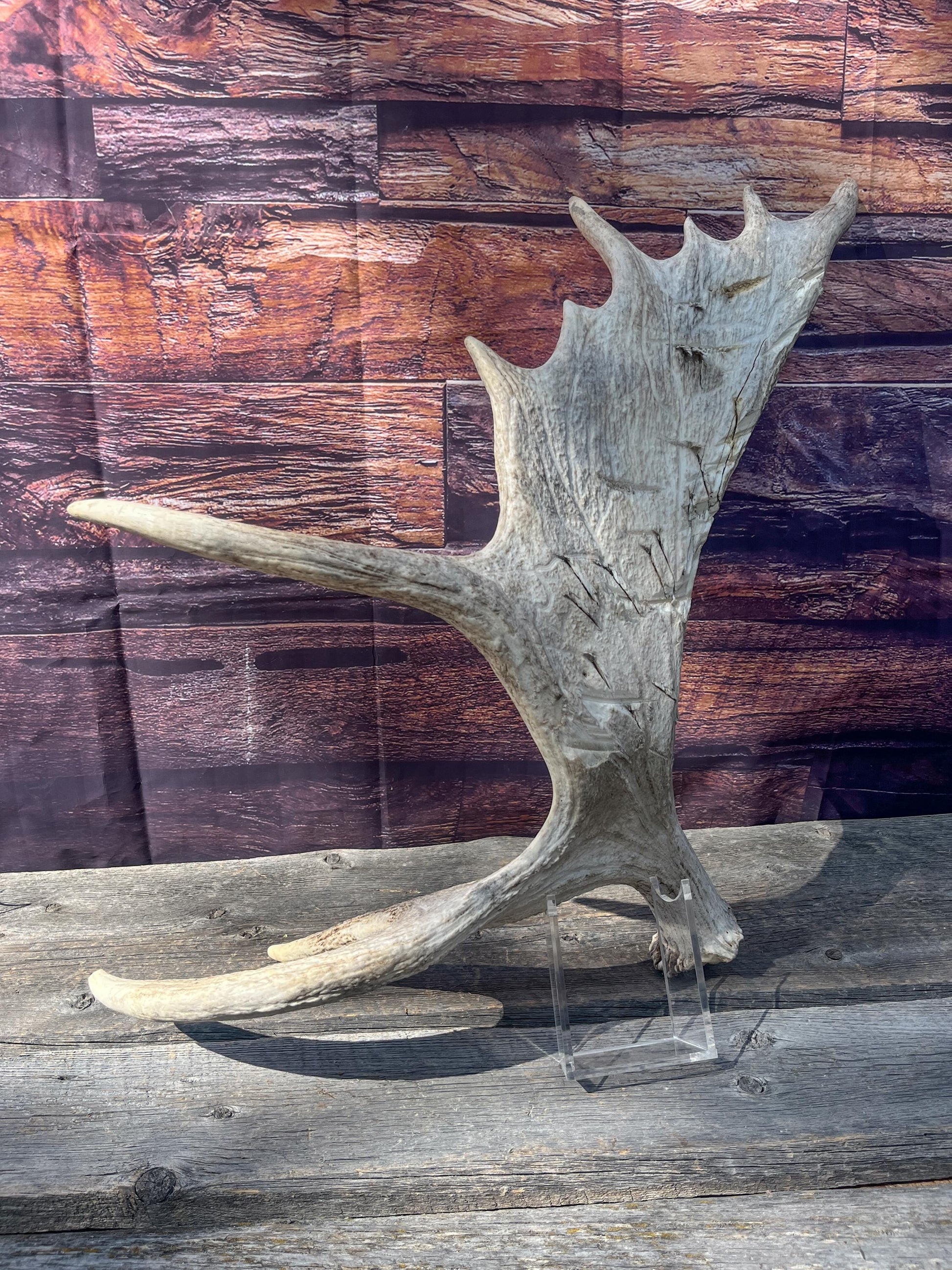 Heavily Damaged Moose Shed Antler. Very large. For Carving, Pet Treats, Crafting and Decor