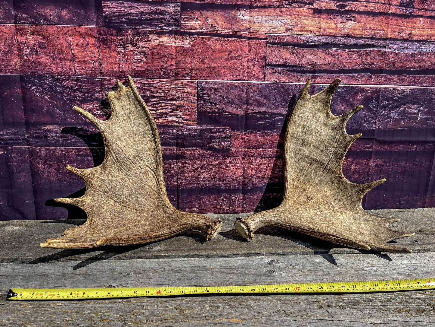 The Perfect Moose Antler Set. Classic, Heavily Palmated Moose Antlers - for Crafting, Decor and More!