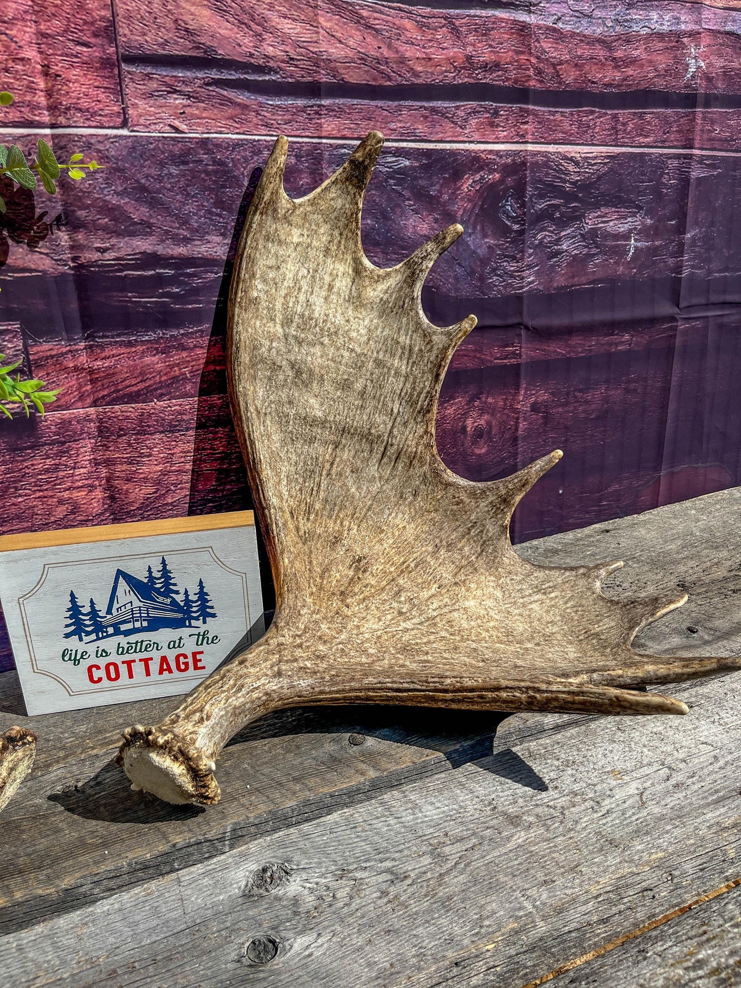 The Perfect Moose Antler Set. Classic, Heavily Palmated Moose Antlers - for Crafting, Decor and More!