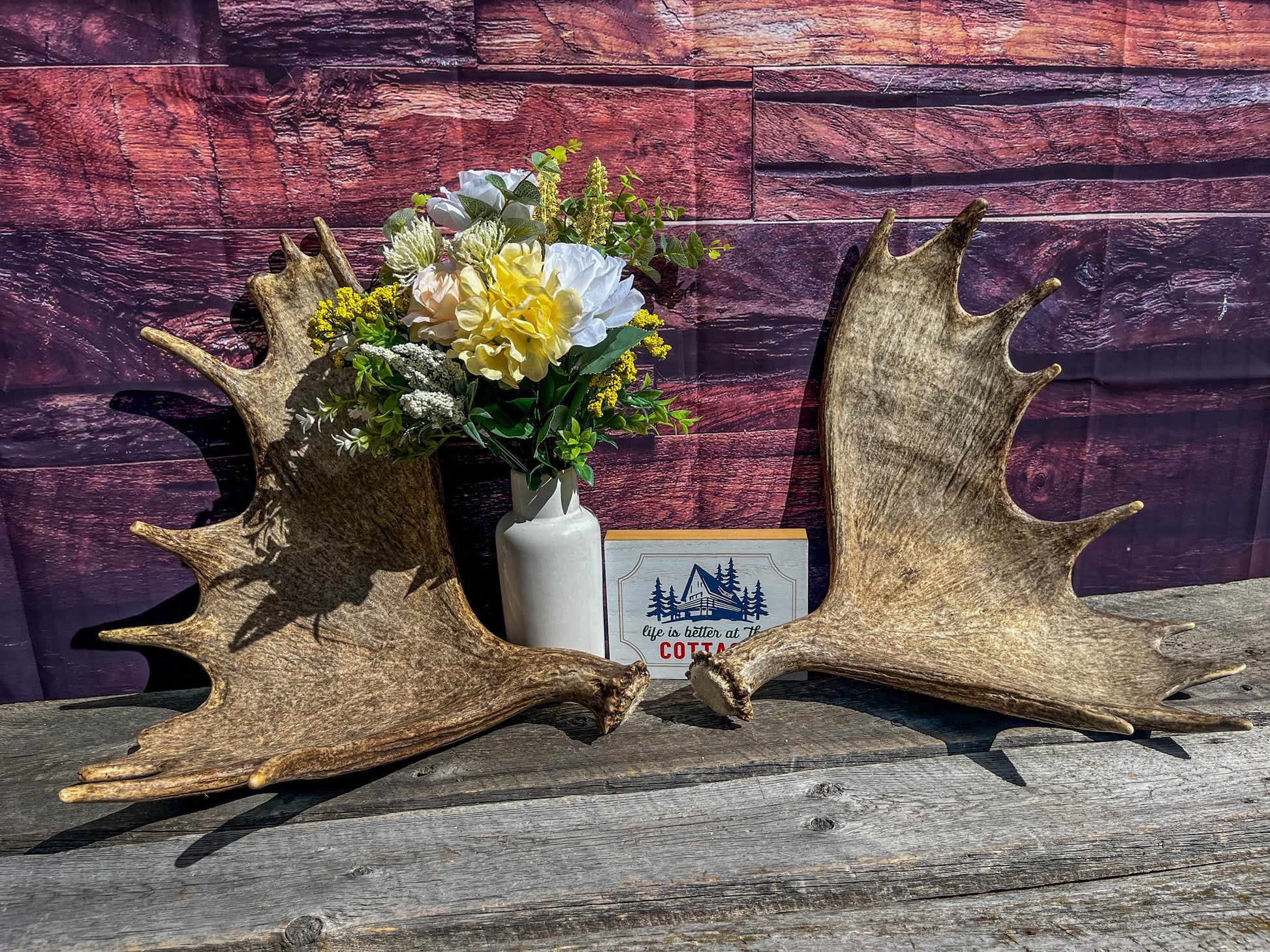 The Perfect Moose Antler Set. Classic, Heavily Palmated Moose Antlers - for Crafting, Decor and More!
