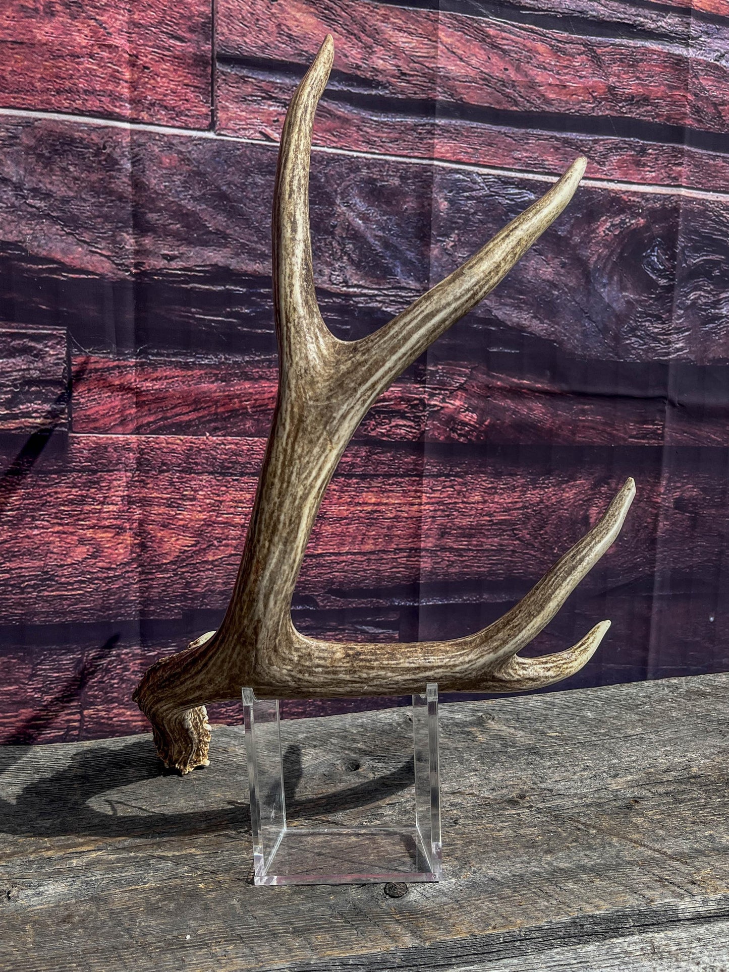 Classic Mule Deer Antler. Extremely fresh find. Home Decoration & Interior Design, Holidays, and more.