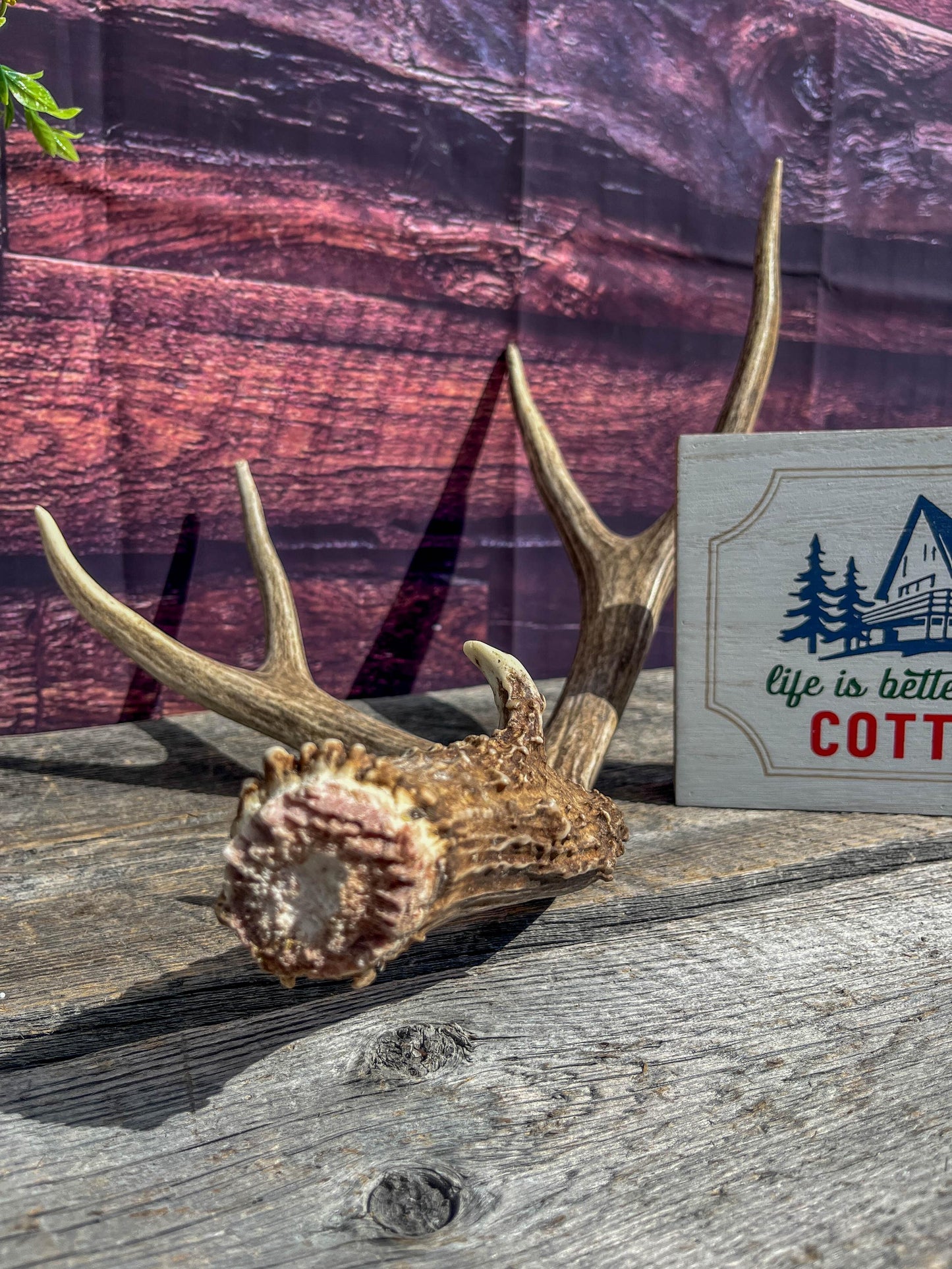 Classic Mule Deer Antler. Extremely fresh find. Home Decoration & Interior Design, Holidays, and more.