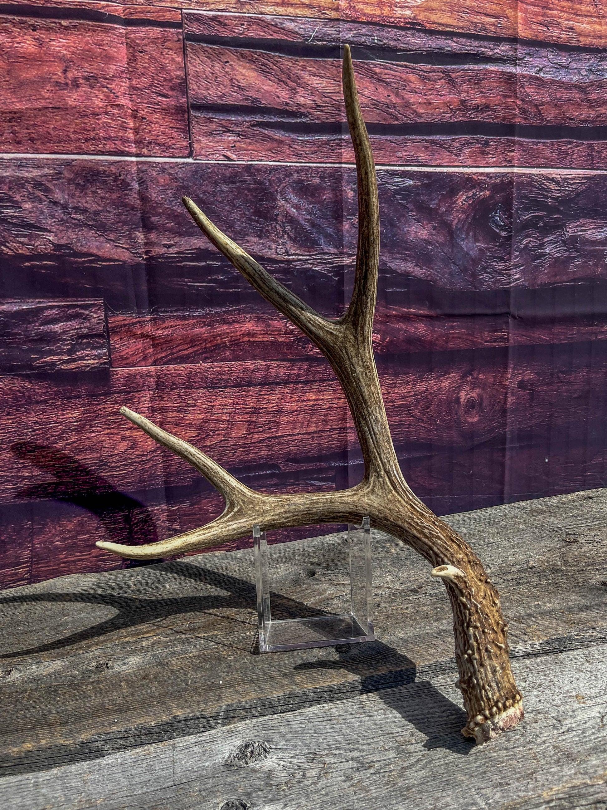 Classic Mule Deer Antler. Extremely fresh find. Home Decoration & Interior Design, Holidays, and more.