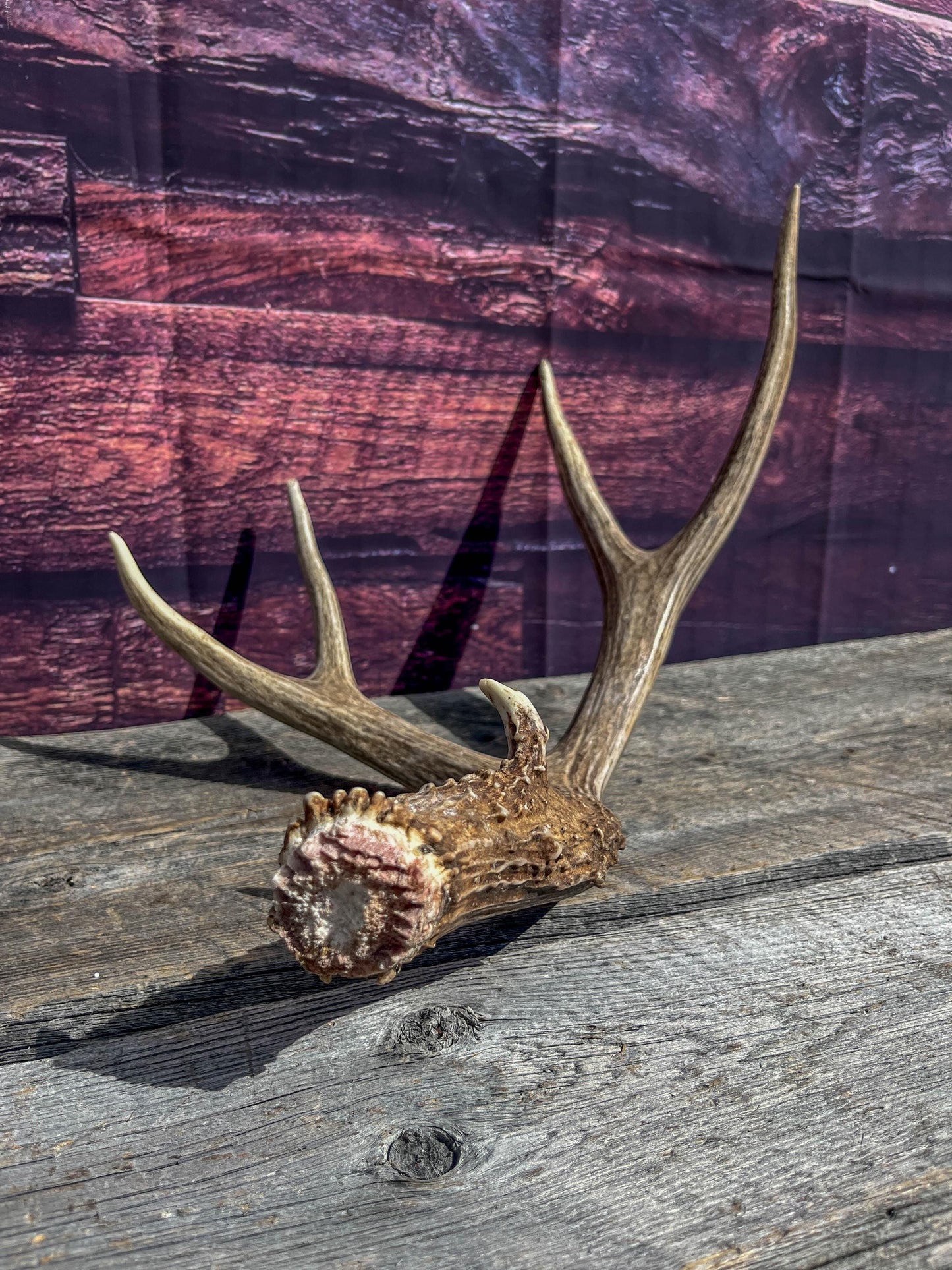 Classic Mule Deer Antler. Extremely fresh find. Home Decoration & Interior Design, Holidays, and more.