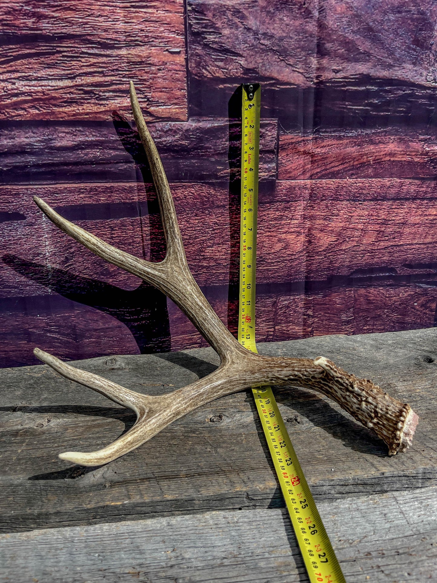 Classic Mule Deer Antler. Extremely fresh find. Home Decoration & Interior Design, Holidays, and more.