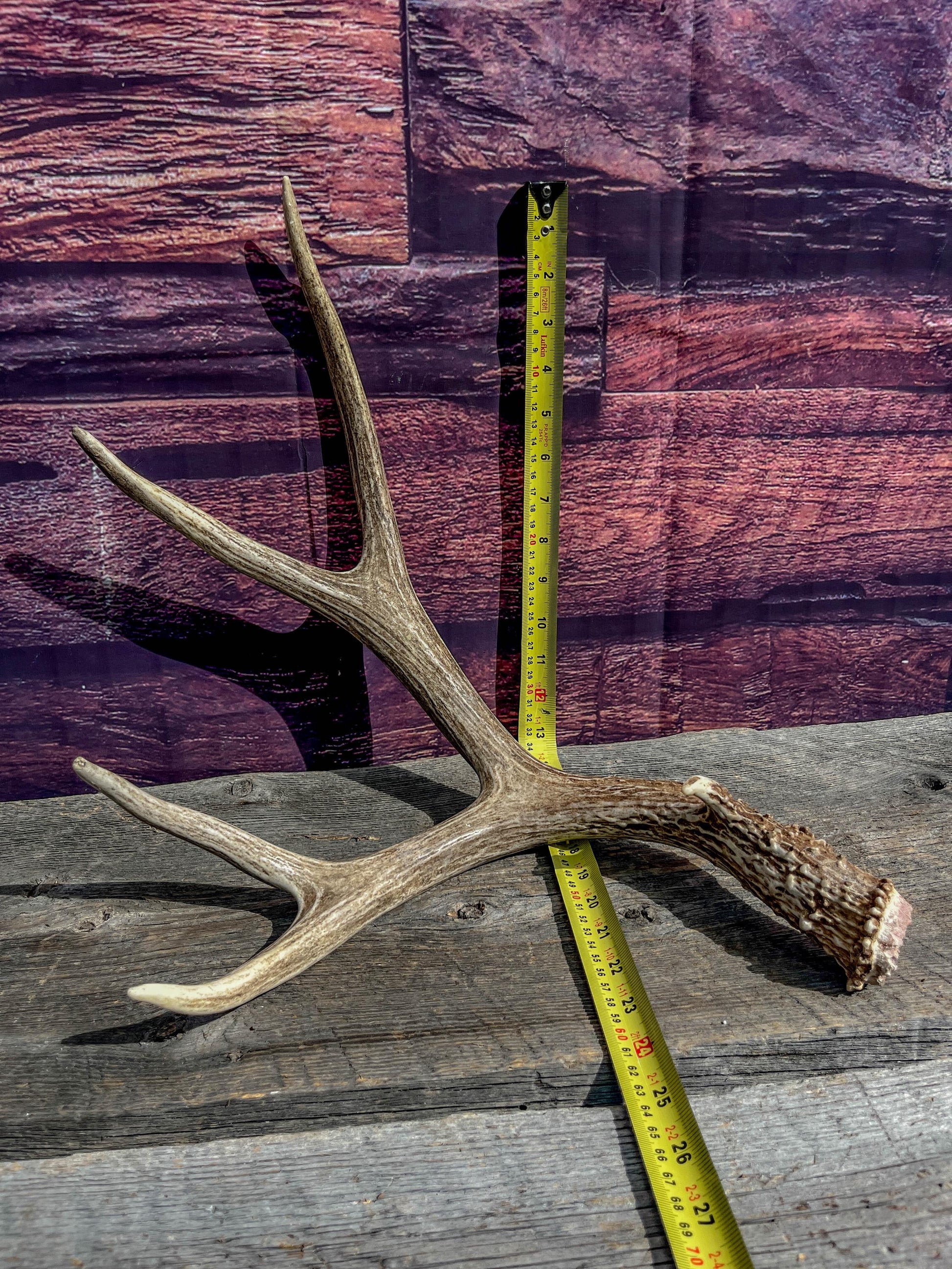 Classic Mule Deer Antler. Extremely fresh find. Home Decoration & Interior Design, Holidays, and more.