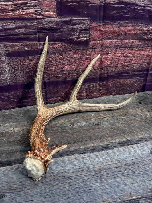 Canadian Mule Deer Antler. Very fresh find. Sustainably Sourced Decor, Interior Design, Farmhouse and Crafting Piece.