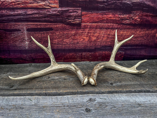 Classic Mule Deer Buck Antlers! For Decor, Crafting and More!