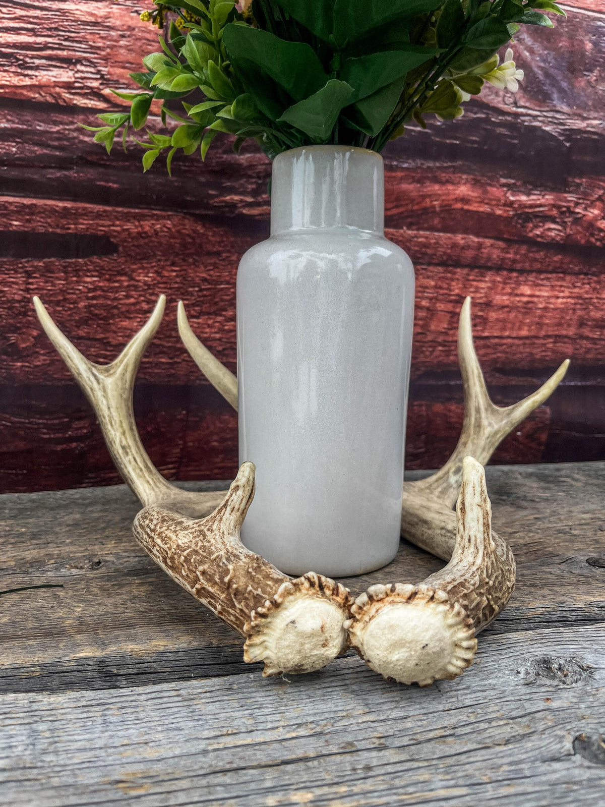 Classic Mule Deer Buck Antlers! For Decor, Crafting and More!