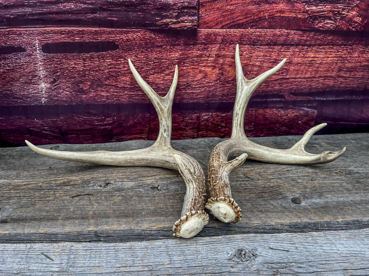 Classic Mule Deer Buck Antlers! For Decor, Crafting and More!