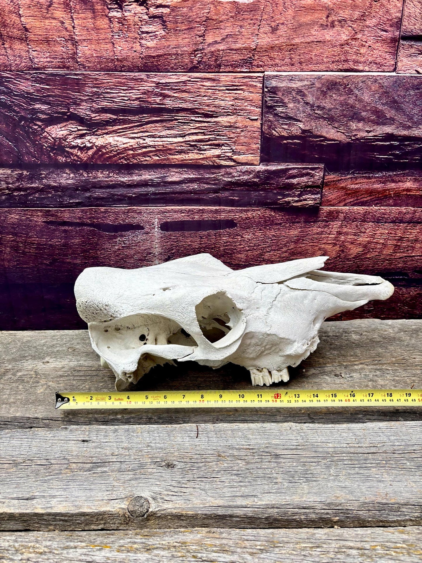 Real Cow Skull from Farm Field. Old, Clean Skull from Cattle Farm.