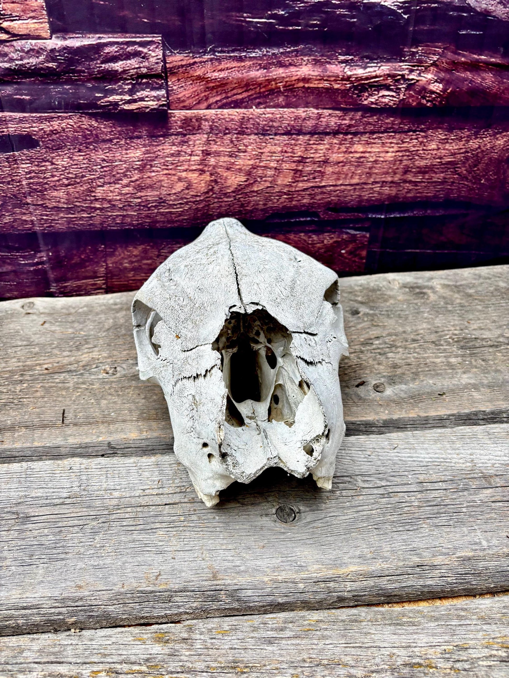 Real Cow Skull from Farm Field. Old, Clean Skull
