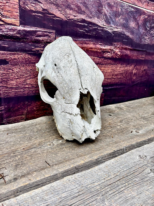 Real Cow Skull from Farm Field. Old, Clean Skull