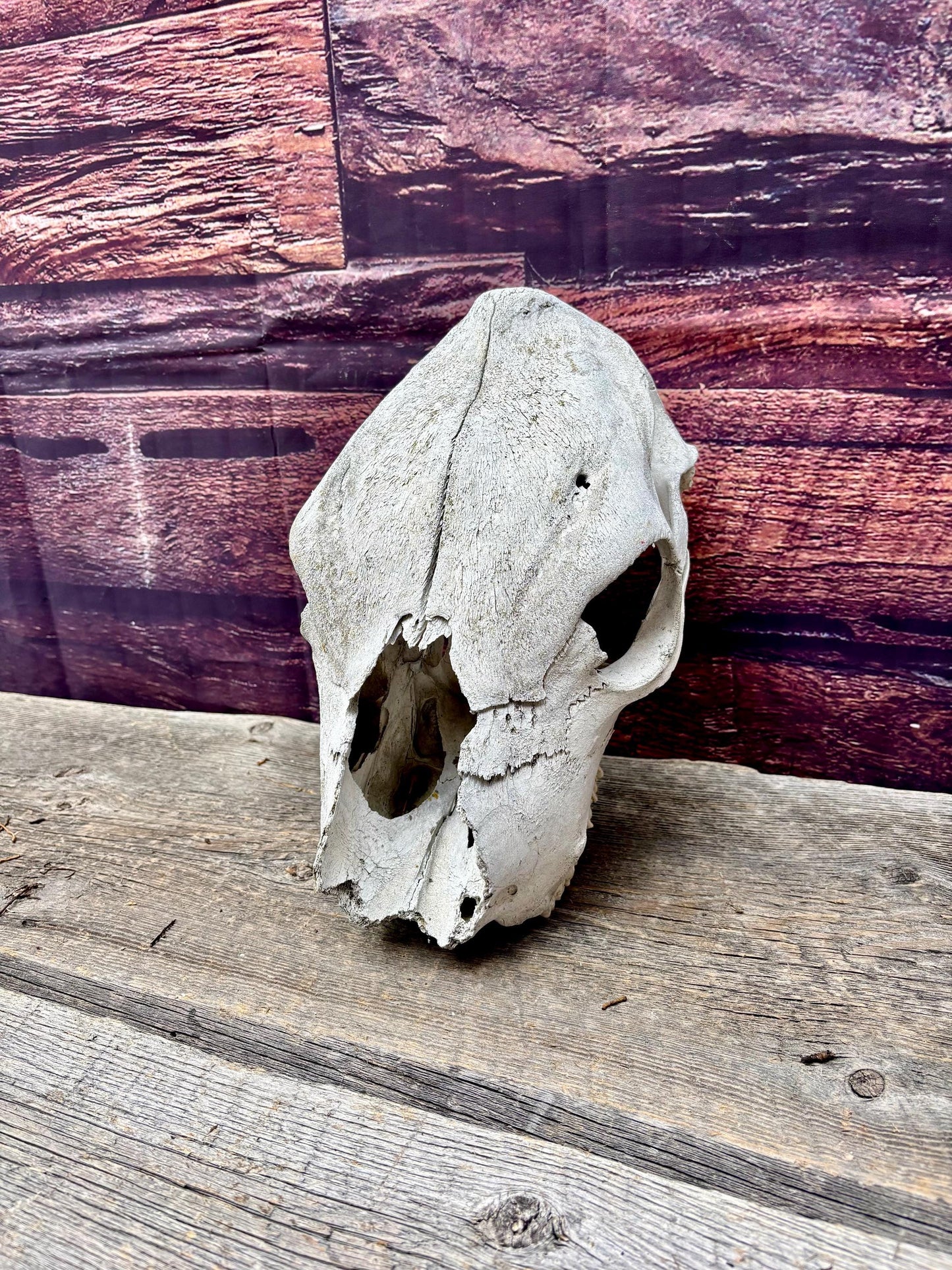 Real Cow Skull from Farm Field. Old, Clean Skull