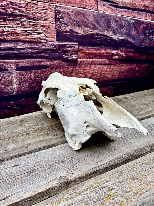 Real Cow Skull from Farm Field. Old, Clean Skull from Cattle Farm.