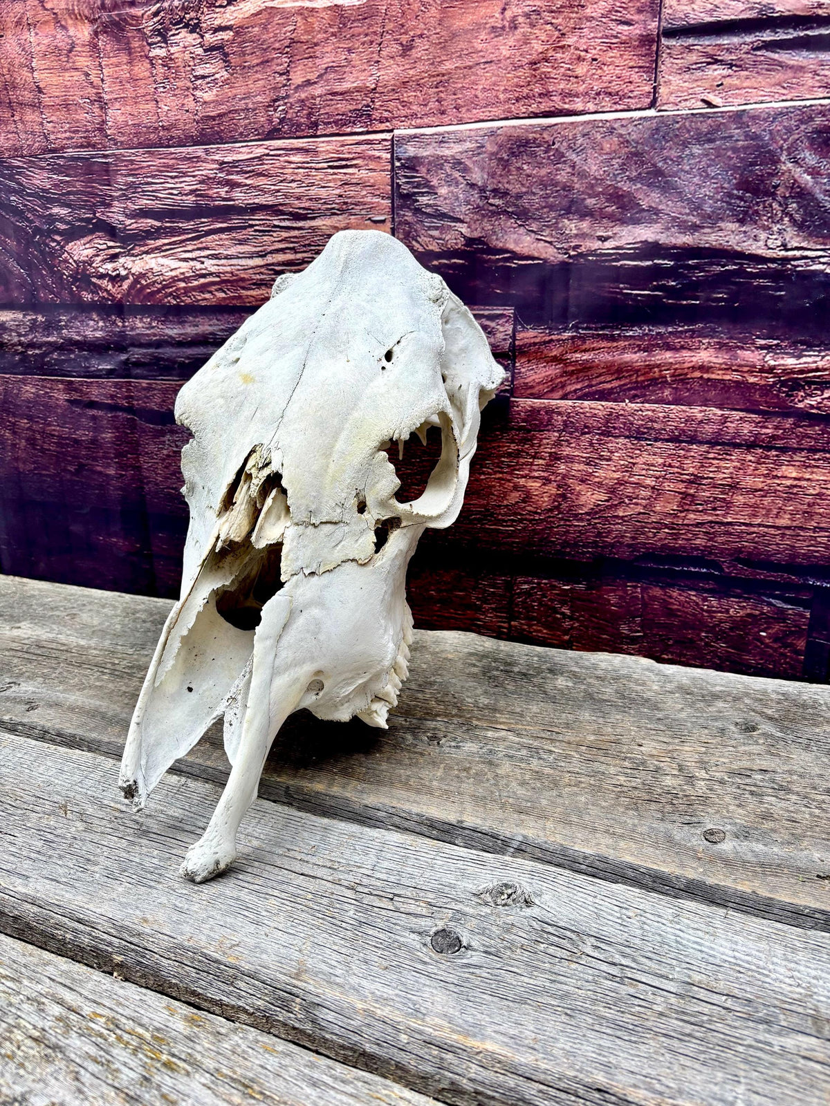 Real Cow Skull from Farm Field. Old, Clean Skull from Cattle Farm.