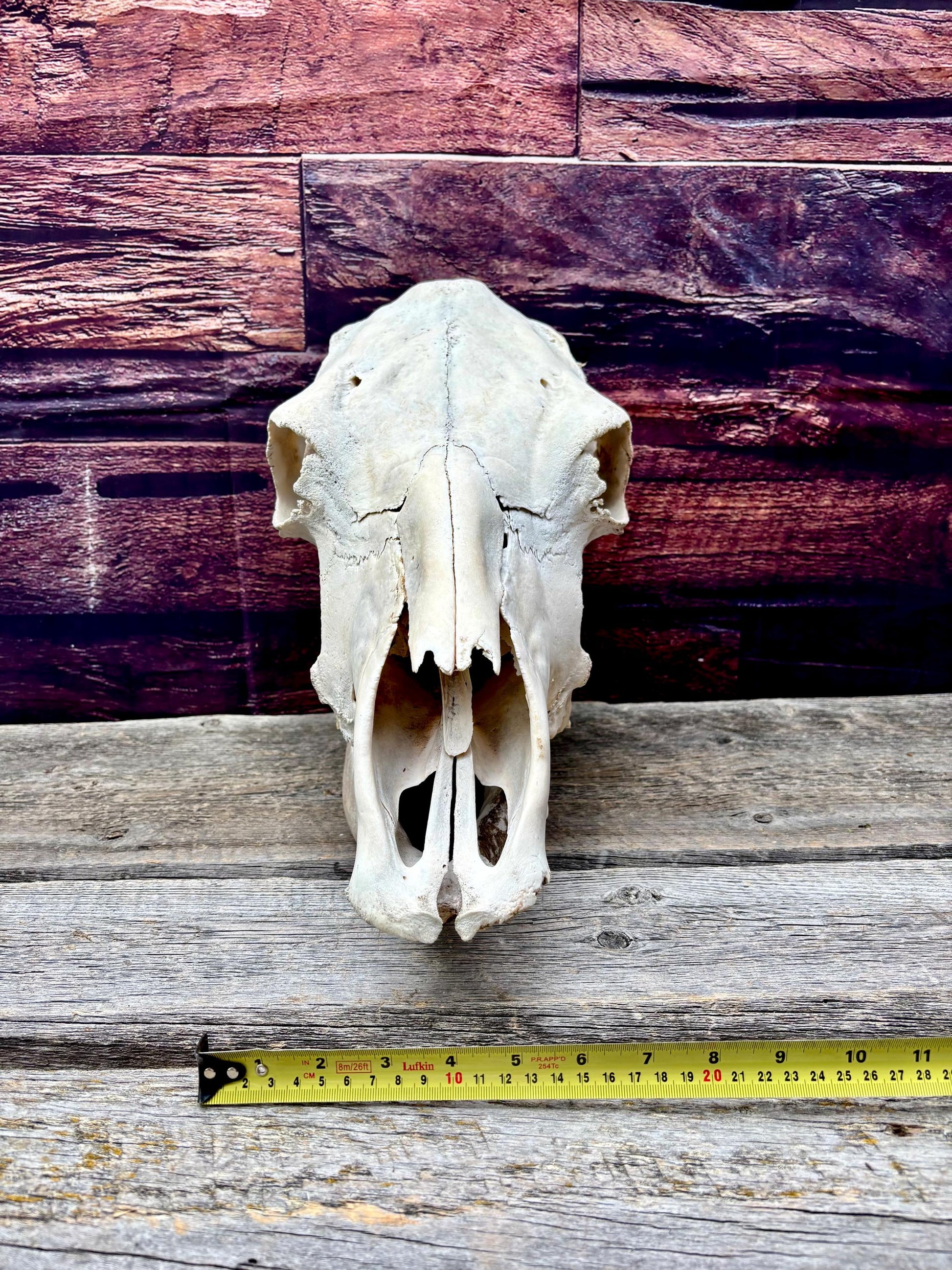 Real Cow Skull with Jaw. Found in Farm Field. Clean Skull from Cattle Farm. Excellent condition.