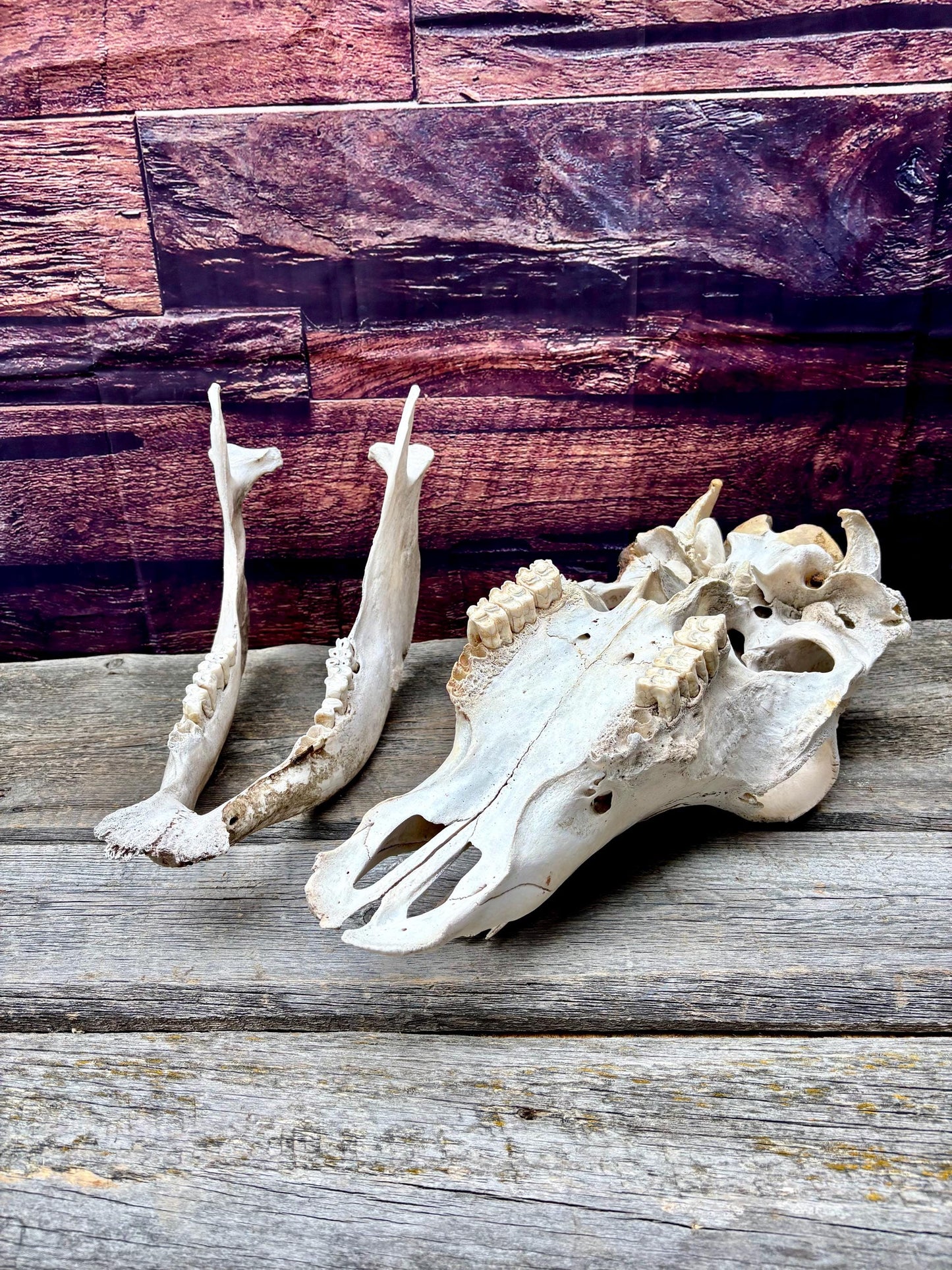 Real Cow Skull with Jaw. Found in Farm Field. Clean Skull from Cattle Farm. Excellent condition.