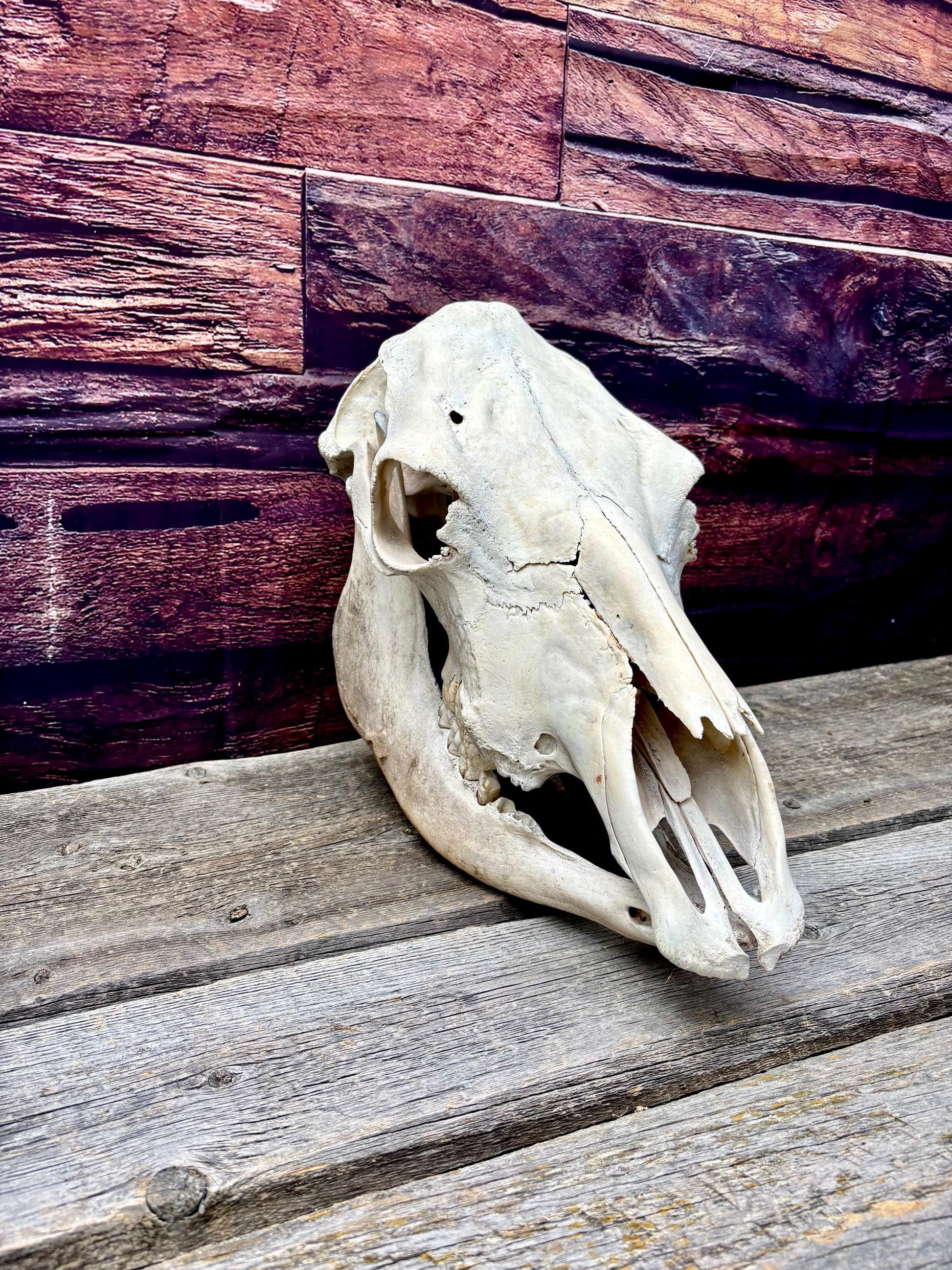 Real Cow Skull with Jaw. Found in Farm Field. Clean Skull from Cattle Farm. Excellent condition.