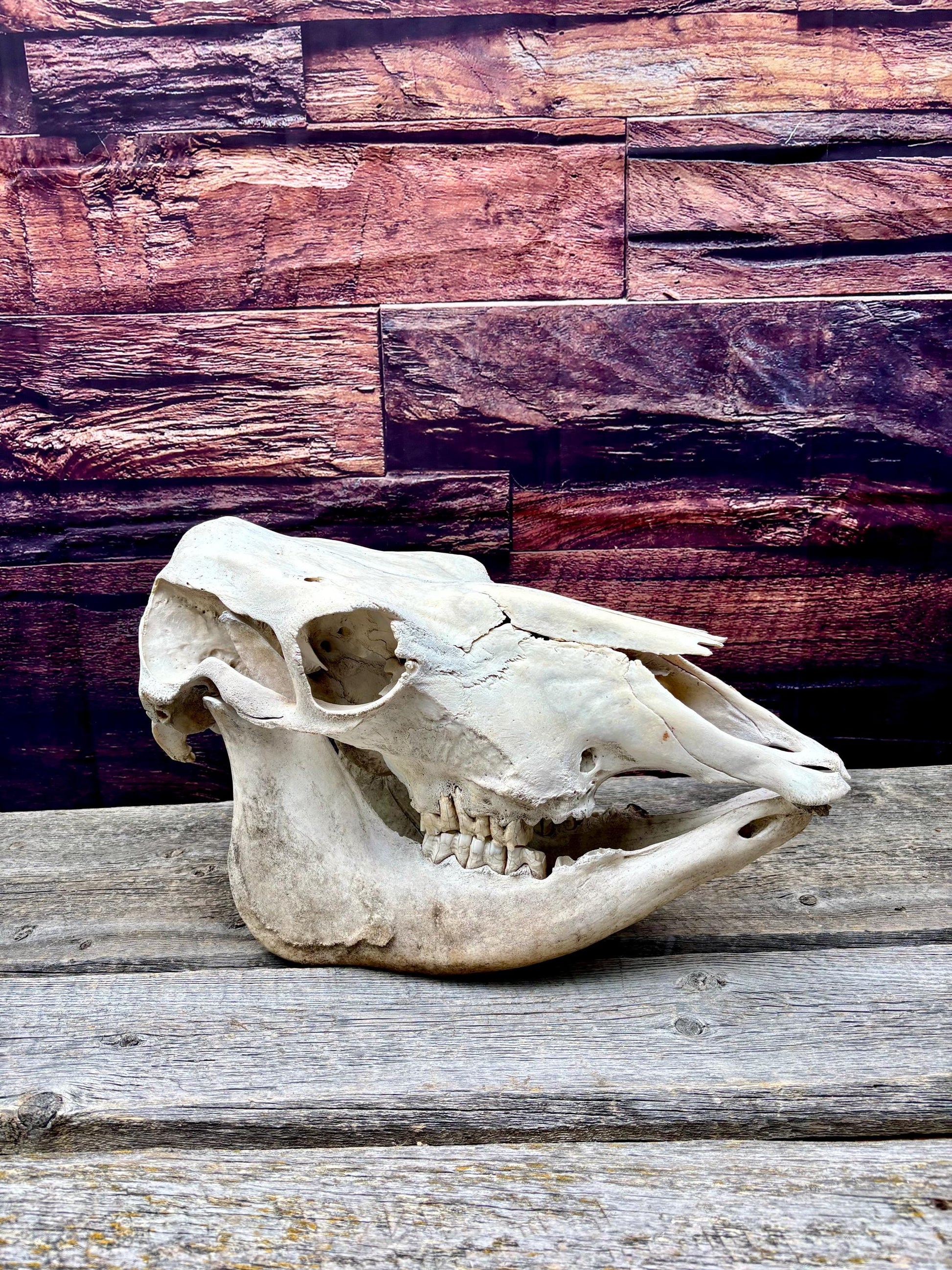 Real Cow Skull with Jaw. Found in Farm Field. Clean Skull from Cattle Farm. Excellent condition.