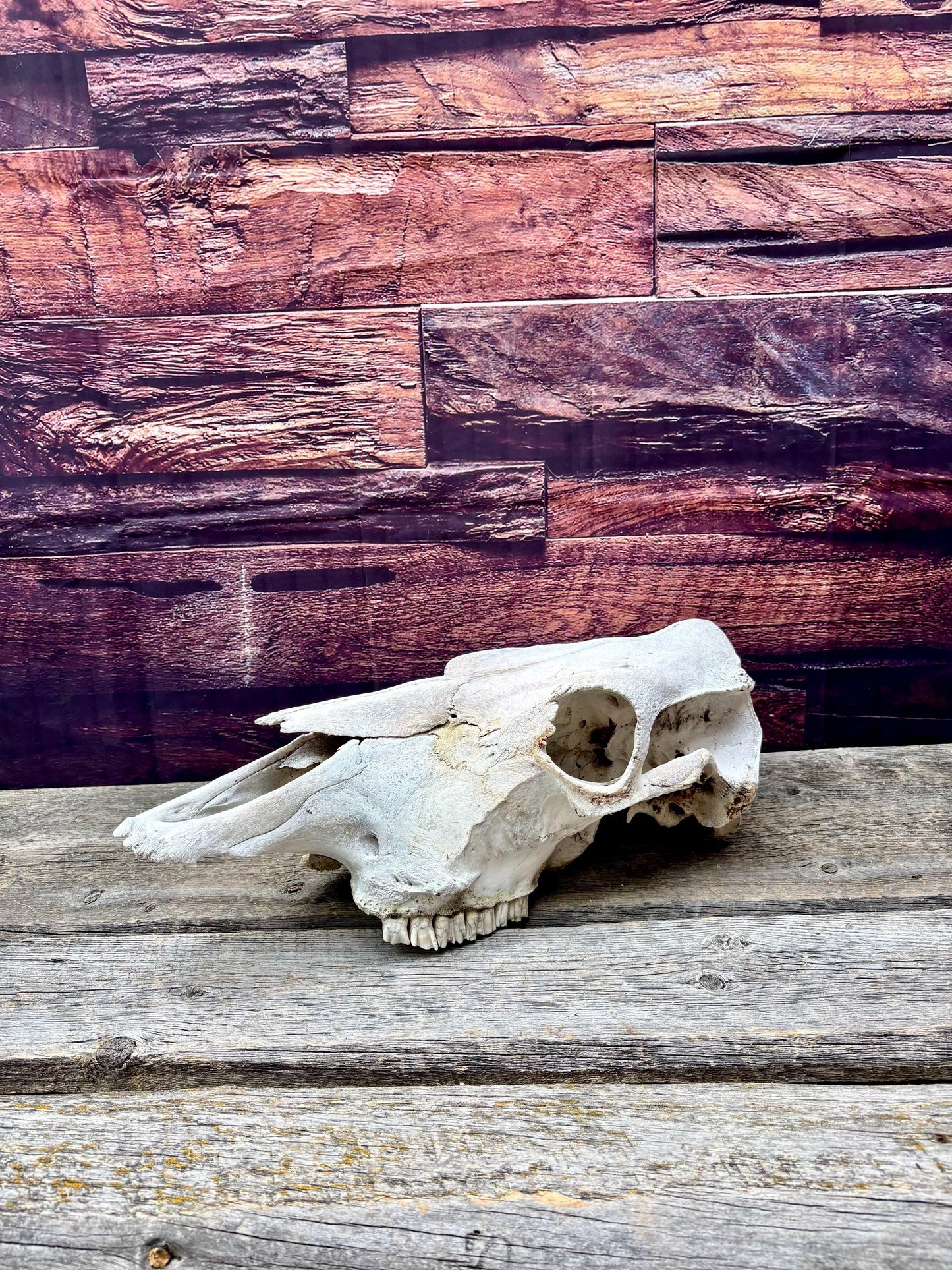 Real Cow Skull with Jaw. Found in Farm Field. Clean Skull from Cattle Farm. Excellent condition.