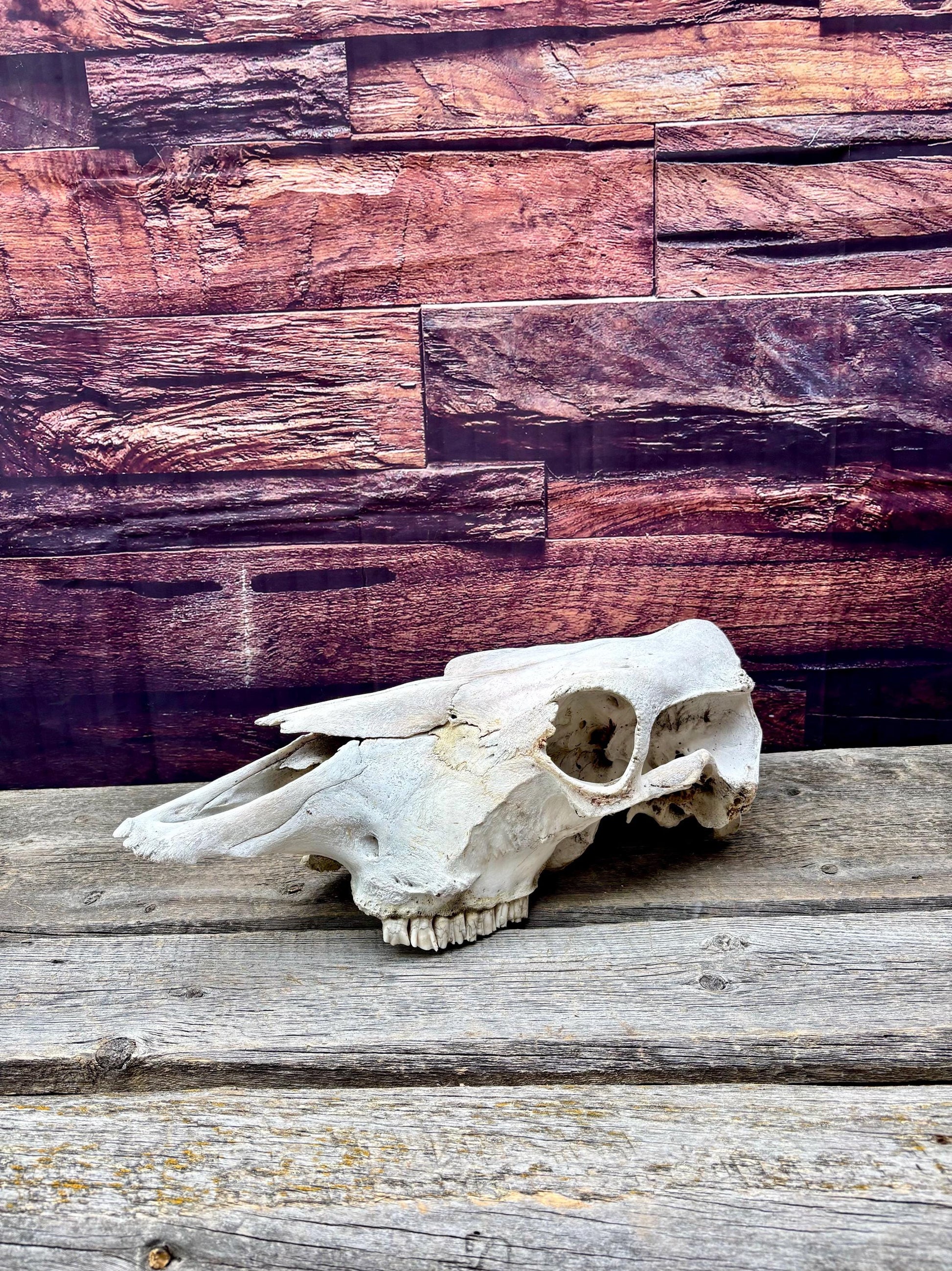 Real Cow Skull with Jaw. Found in Farm Field. Clean Skull from Cattle Farm. Excellent condition.