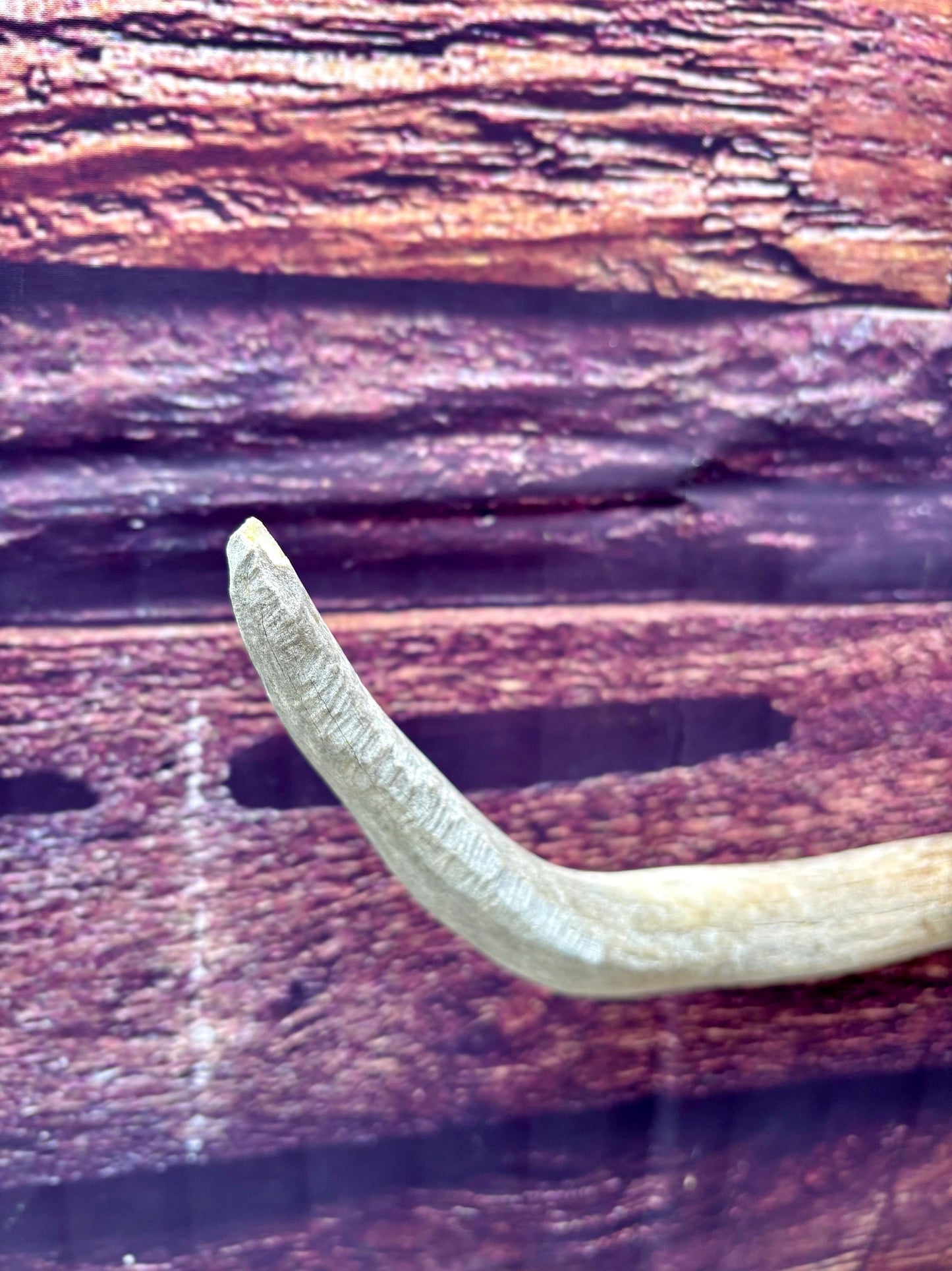 Mule Deer Antler. Rustic Cabin Decor & Crafting