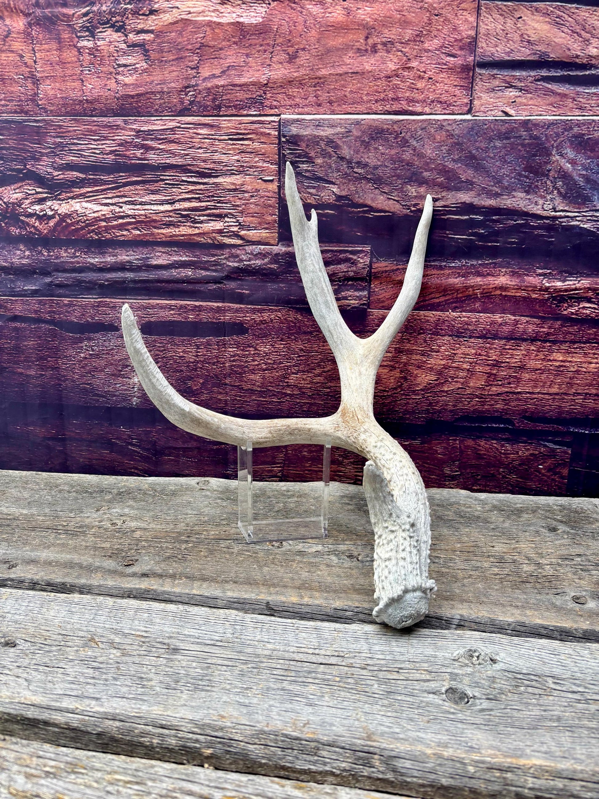 Mule Deer Antler. Rustic Cabin Decor & Crafting